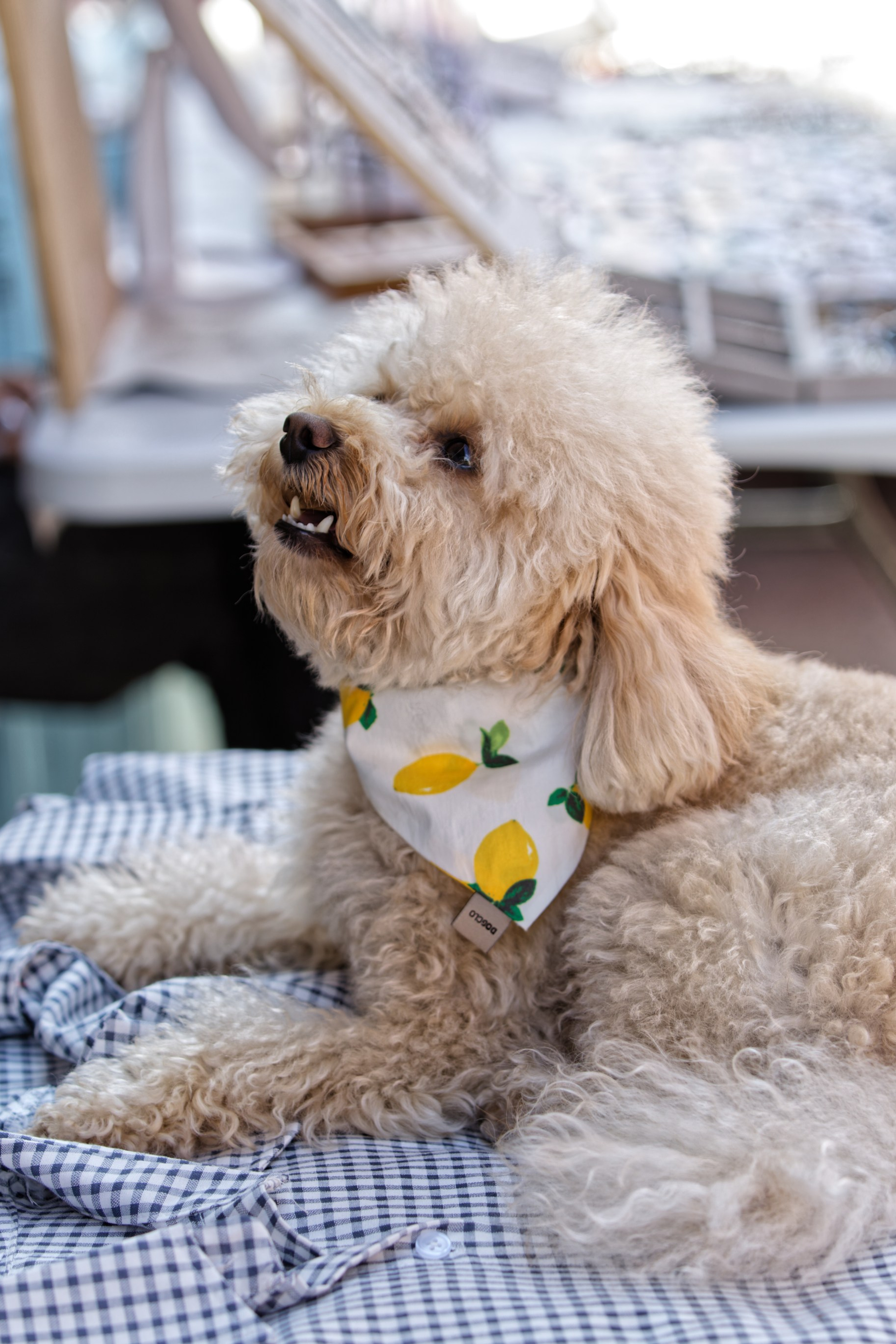 Вечеринка для собак Oh my dog 20.07.2025