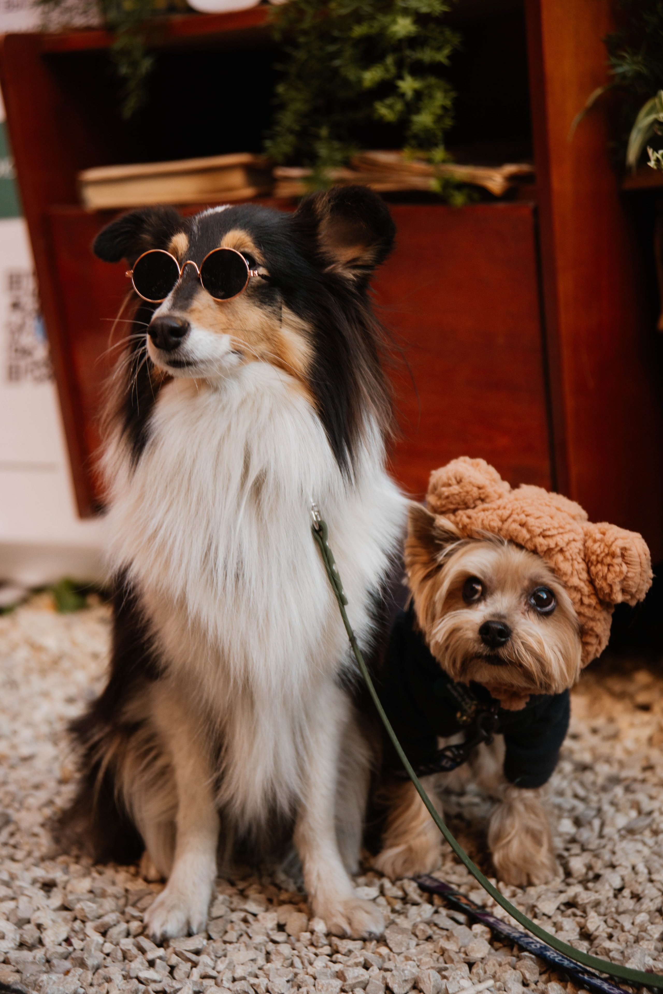 Дог-вечеринка на летнике «Кутёж»