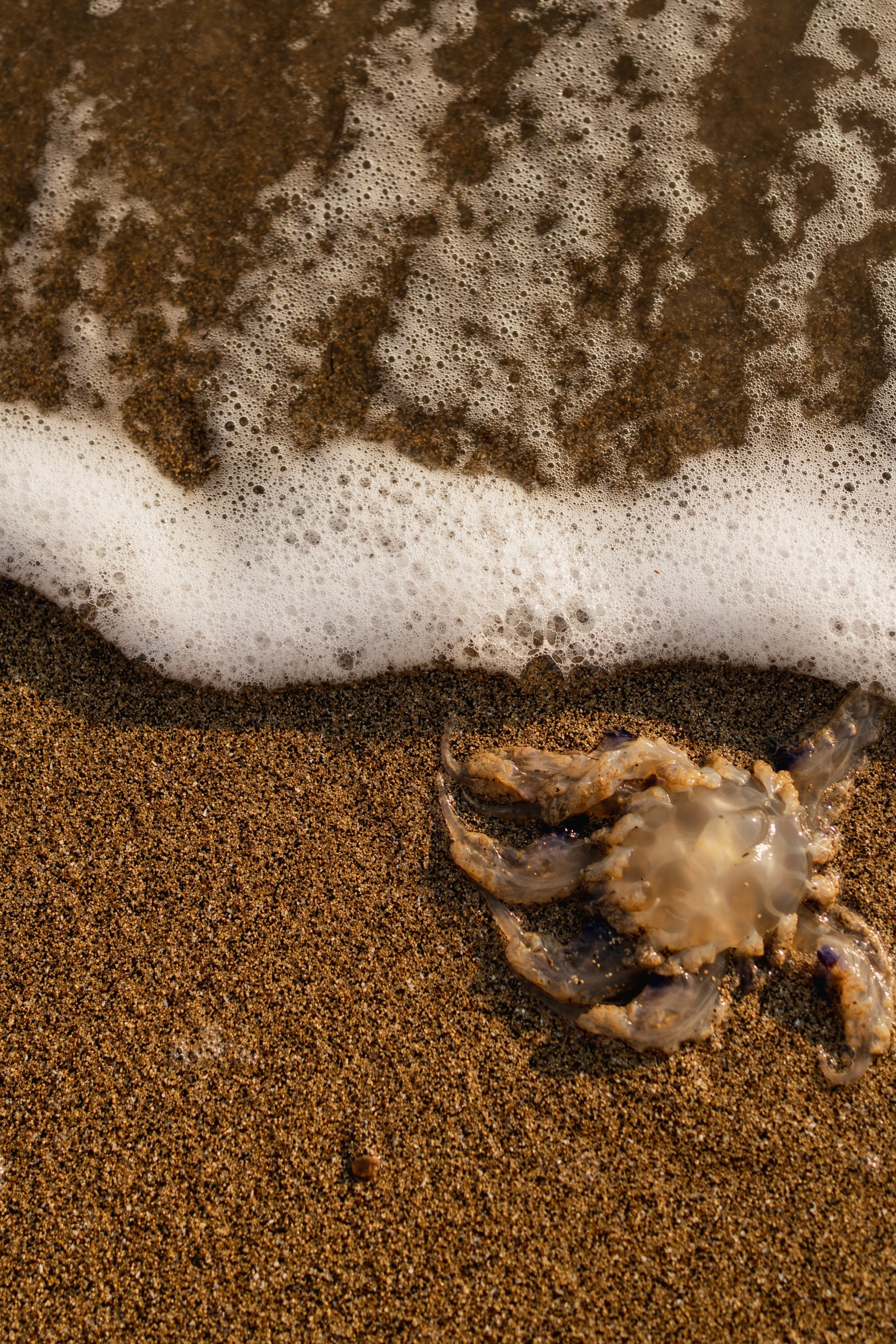 Смотри, медуза