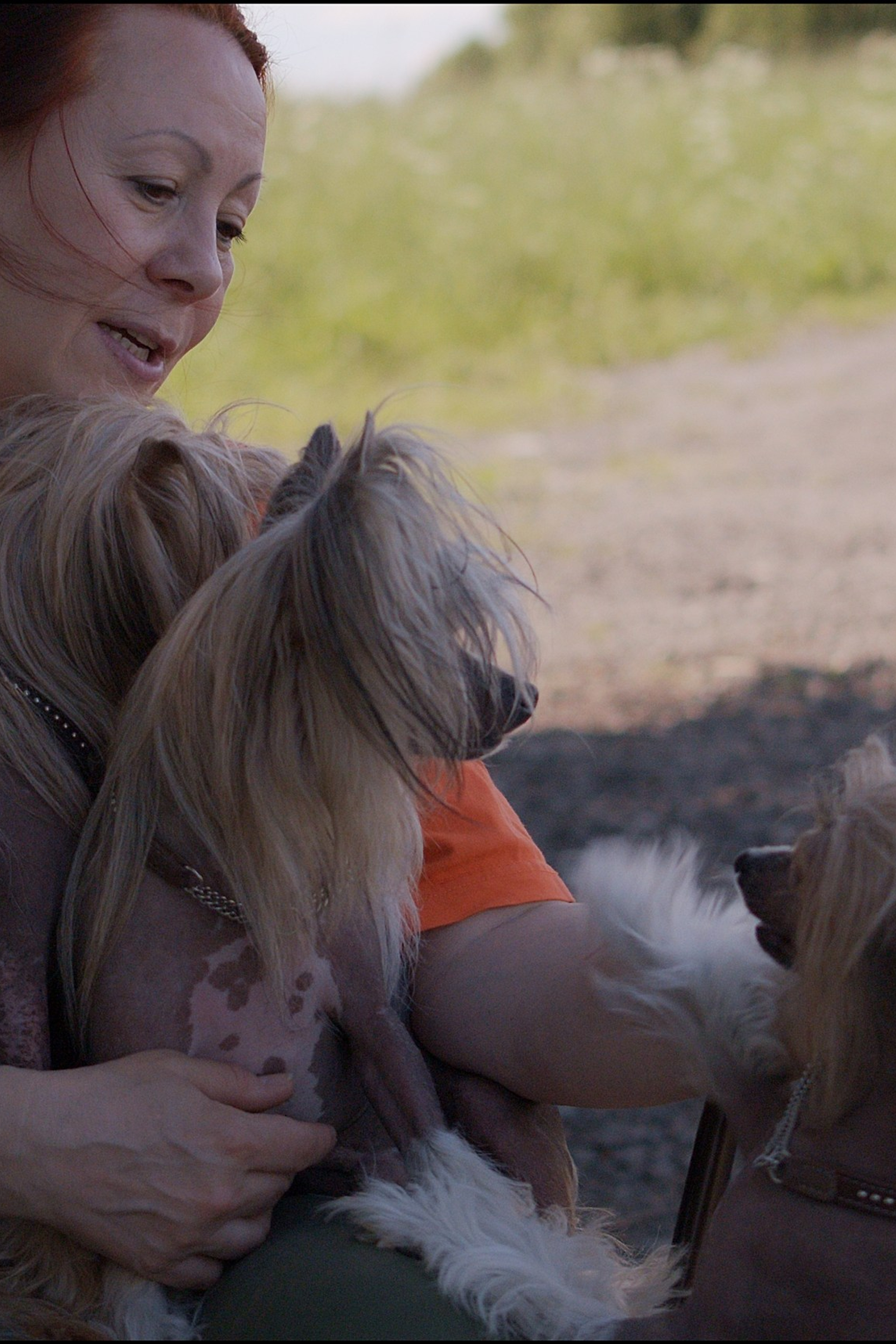 Рейко сынок Честера. Питомник китайских хохлатых собак Poale Ell: купить щенка в питомнике