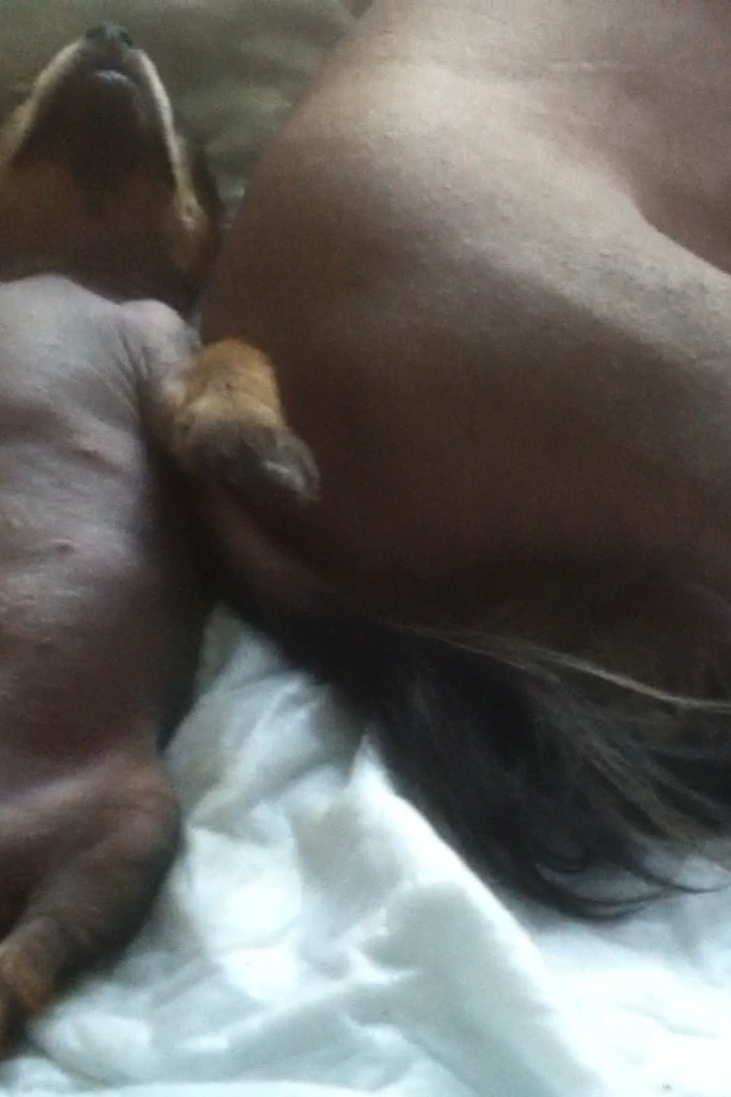 Hike to Konakovo. Poale Ell Chinese Crested Dog Kennel: Buy a puppy from the kennel