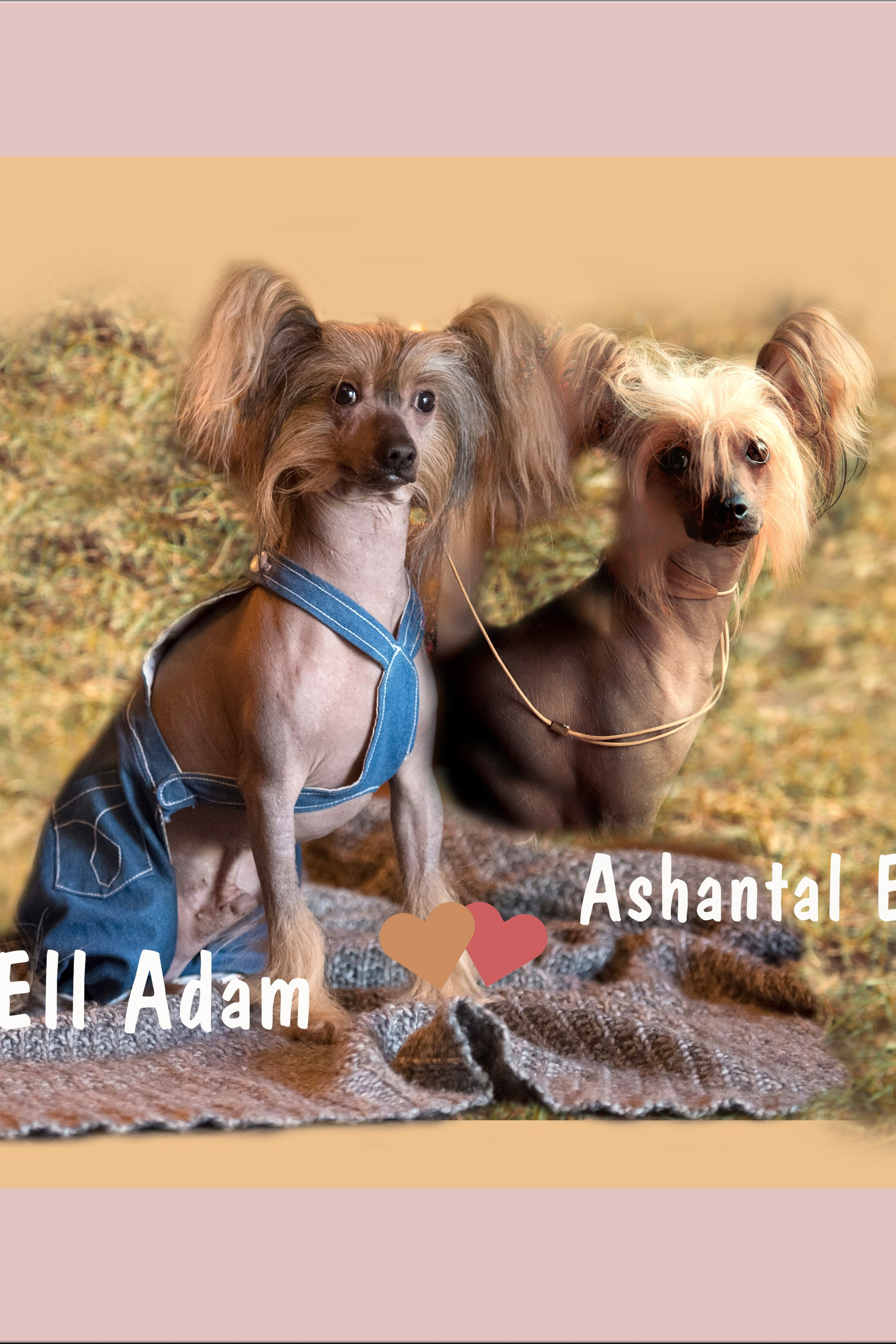 Adam is the best puppy. Poale Ell Chinese Crested Dog Kennel: Buy a puppy from the kennel
