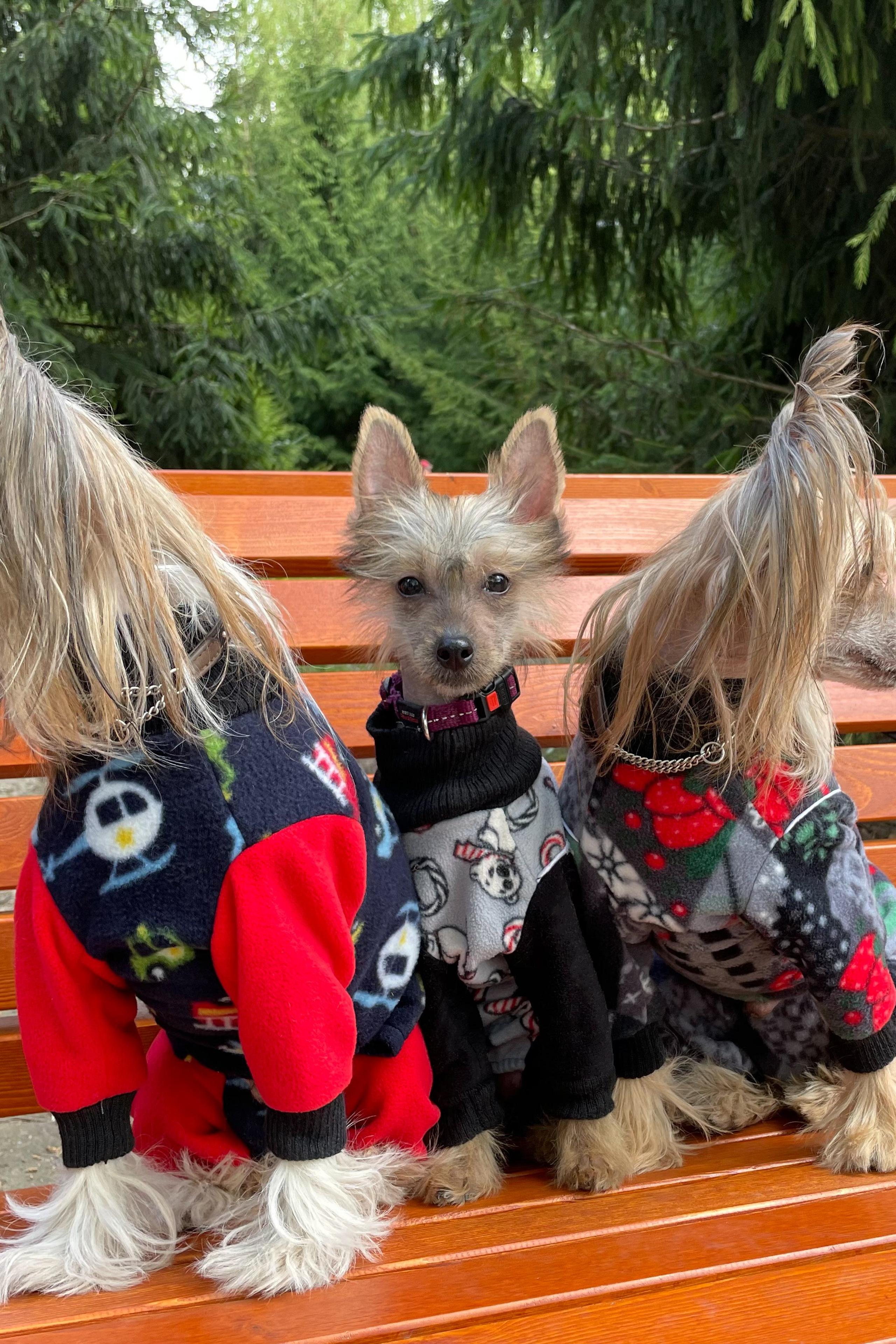 Moscow, Exhibition of the ROO KK “Planet of Dogs”. Exhibition Center “Sfera”. Poale Ell Chinese Crested Dog Kennel: Buy a puppy from the kennel