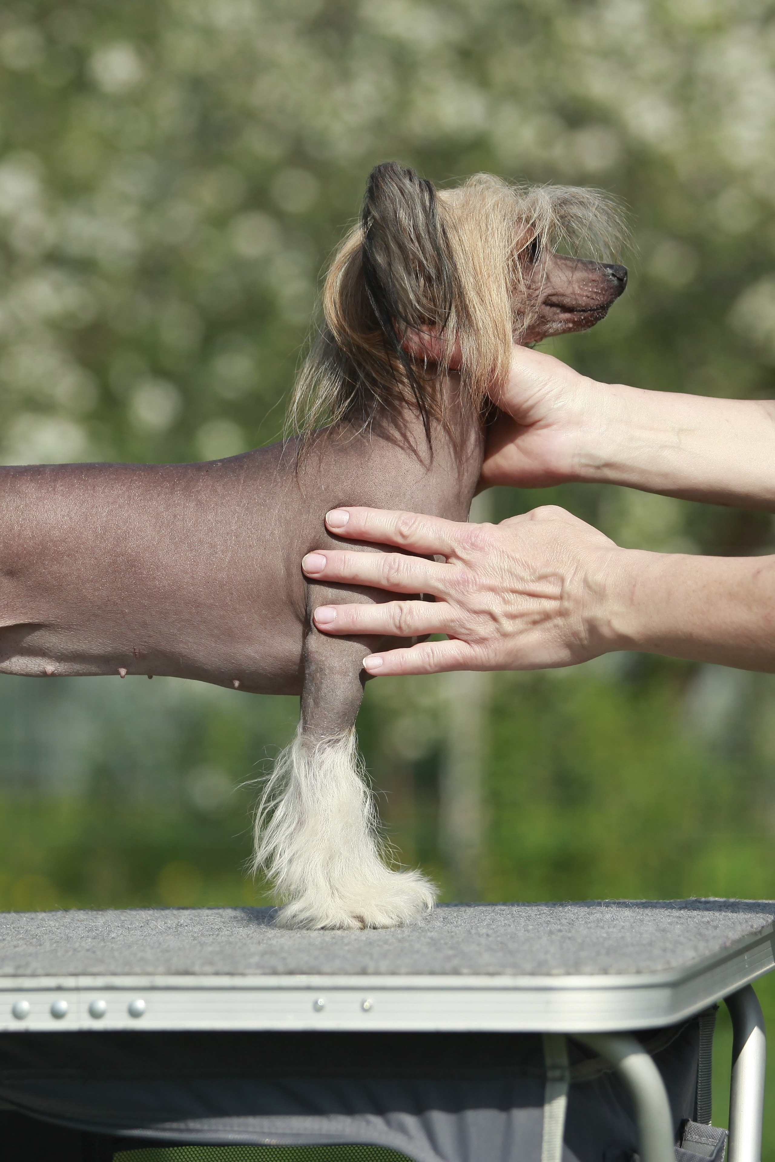 Зося на прогулке. Питомник китайских хохлатых собак Poale Ell: купить щенка в питомнике