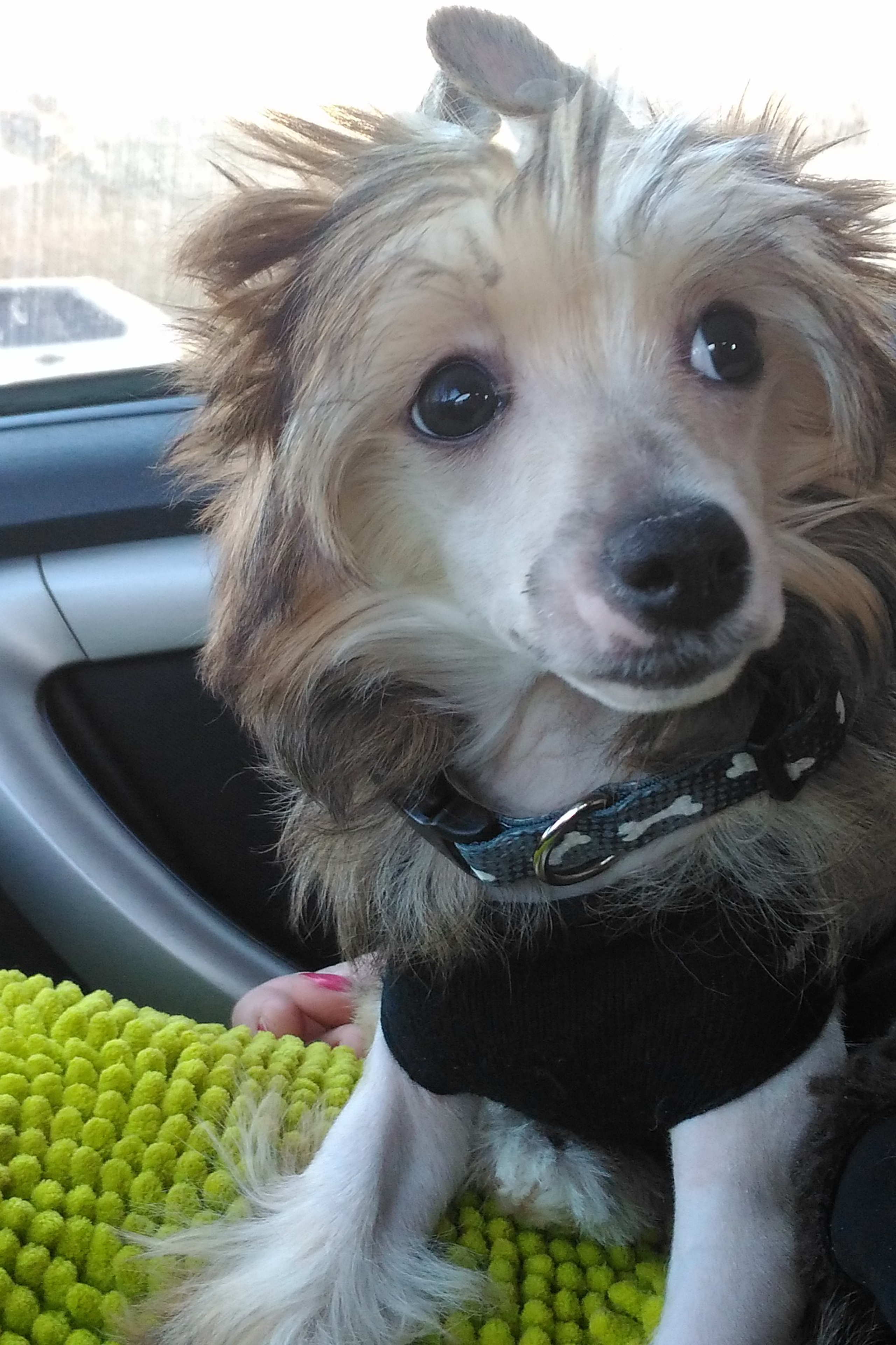 Адамусик милый малыш. Питомник китайских хохлатых собак Poale Ell: купить щенка в питомнике