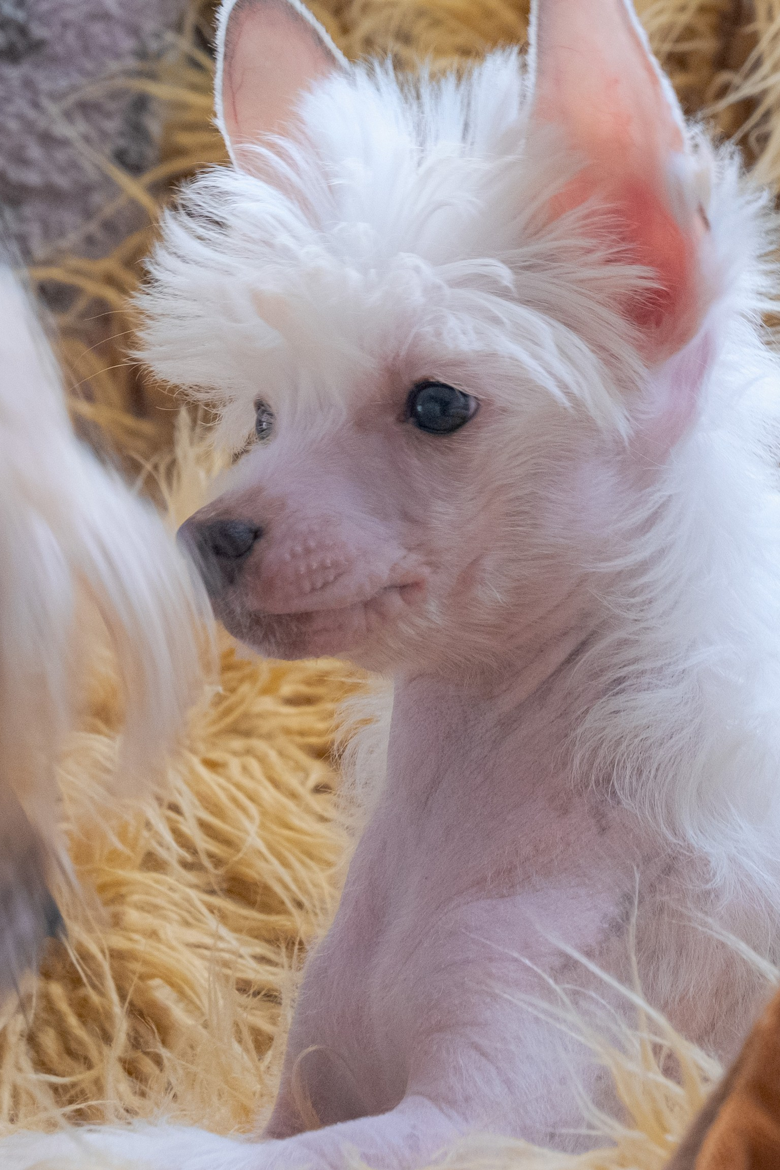 Рейко сынок Честера. Питомник китайских хохлатых собак Poale Ell: купить щенка в питомнике