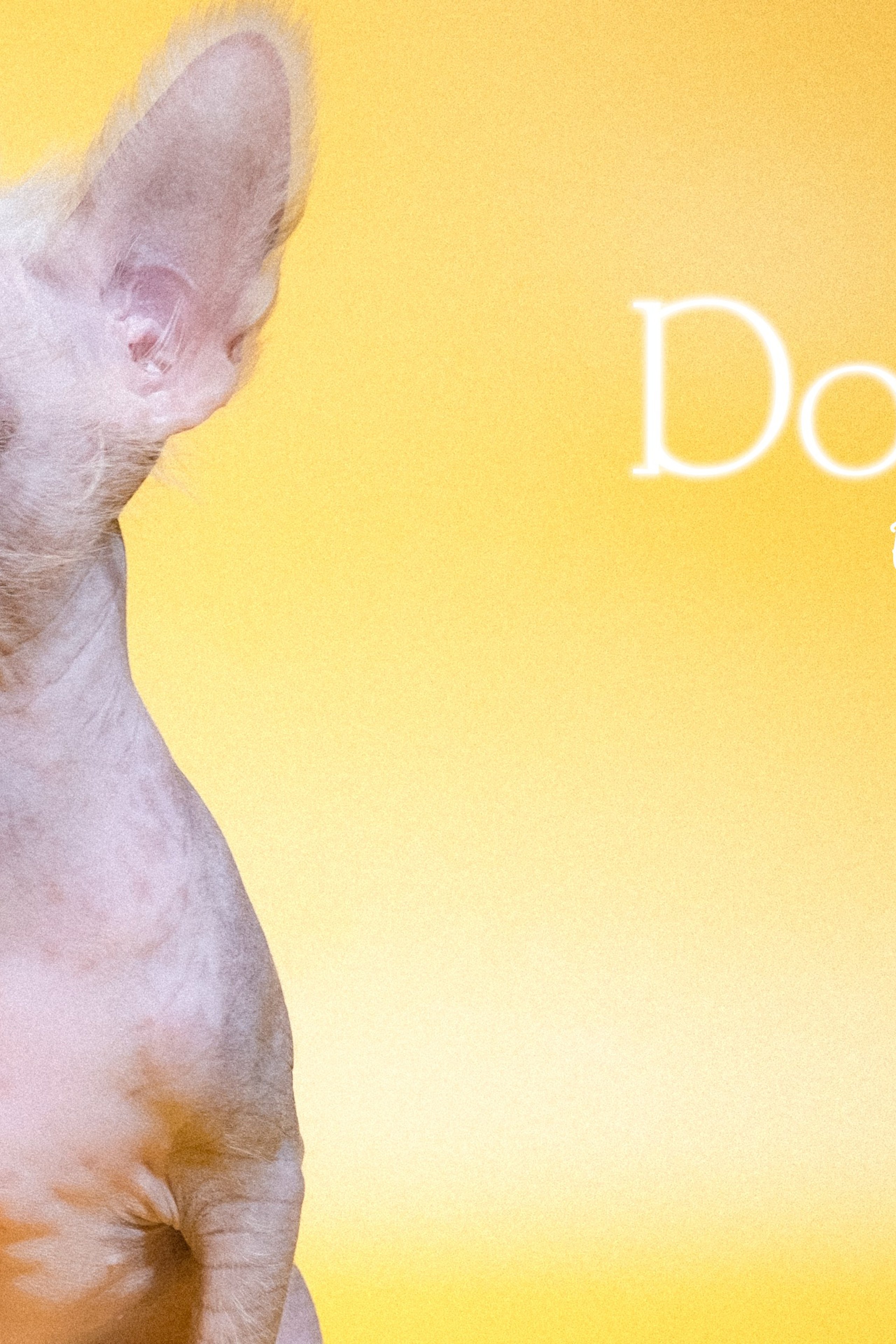 Вороново. Питомник китайских хохлатых собак Poale Ell: купить щенка в питомнике