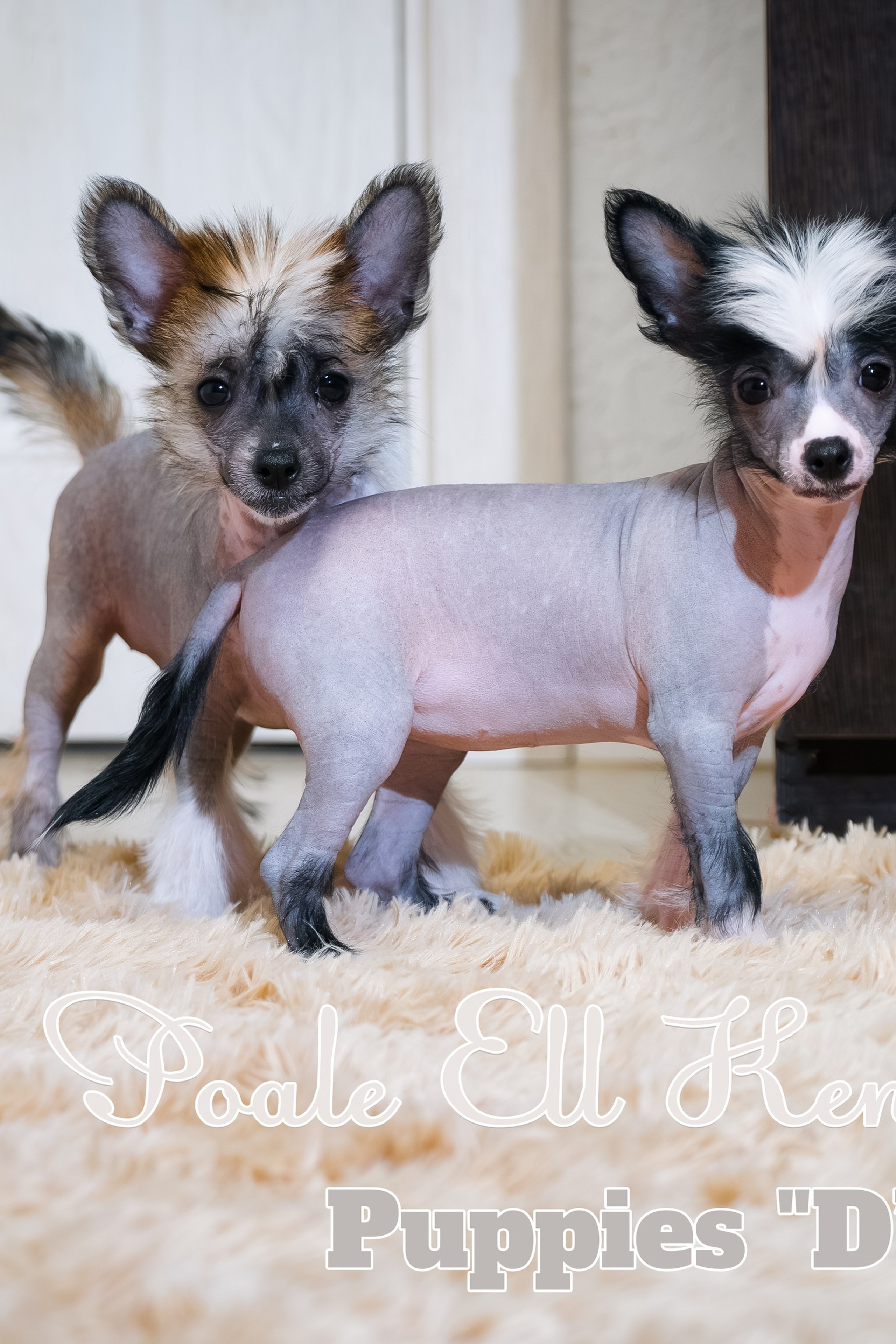 Budapest, Hungary. Our Adam — POALE ELL ADAM — for the third day in a row, excellent 1 (¼), CAC. Poale Ell Chinese Crested Dog Kennel: Buy a puppy from the kennel