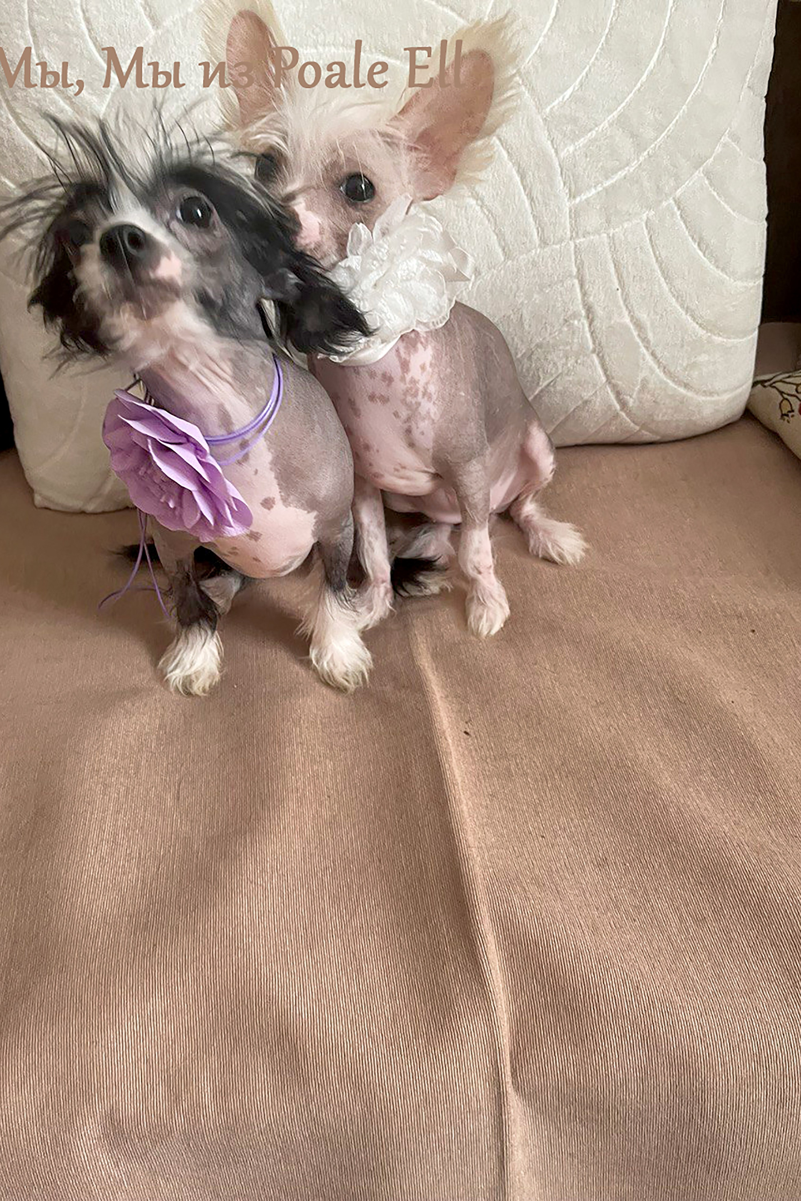 Budapest, Hungary. Our Adam — POALE ELL ADAM — for the third day in a row, excellent 1 (¼), CAC. Poale Ell Chinese Crested Dog Kennel: Buy a puppy from the kennel