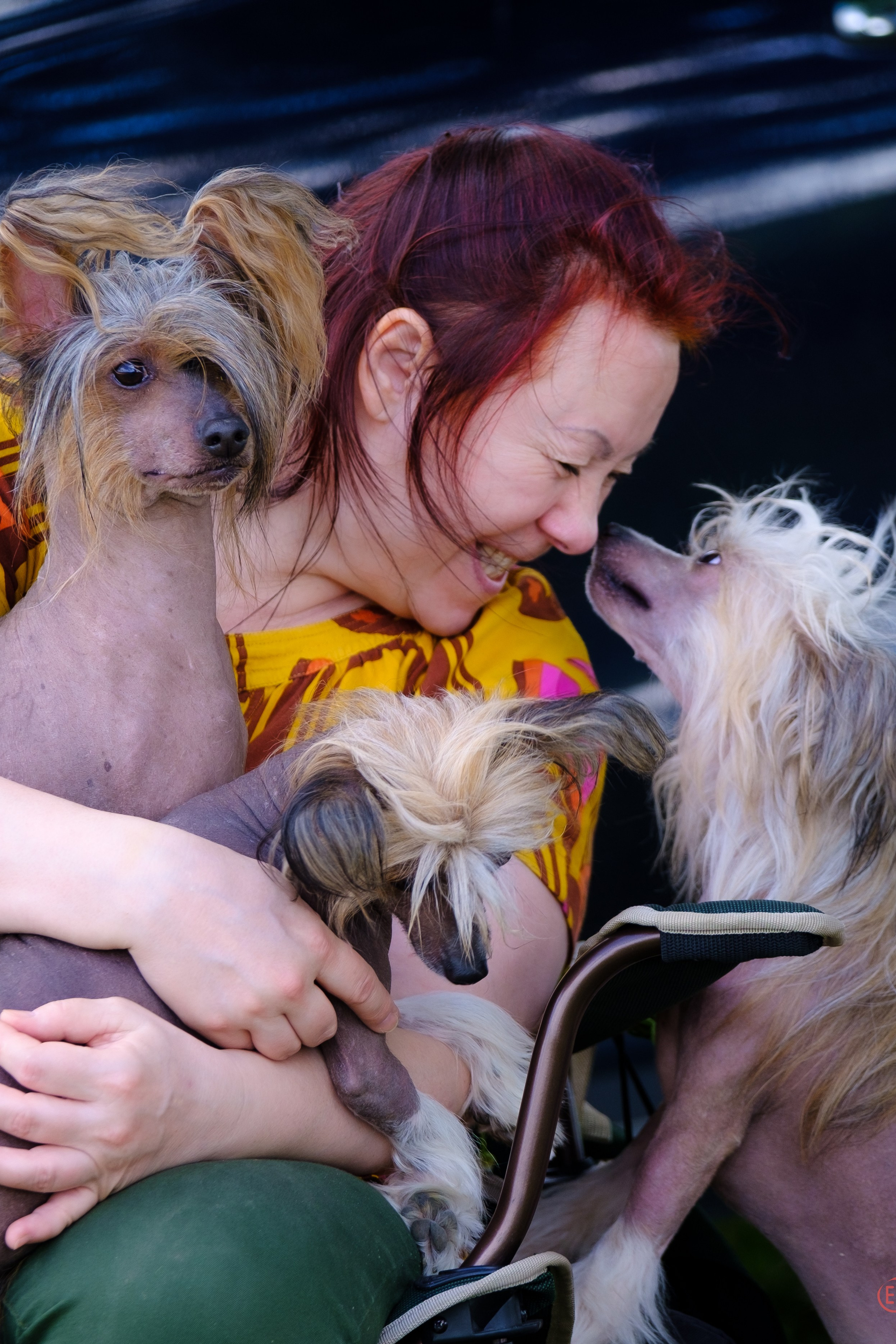 В гостях у питомника Show Galaktika. Питомник китайских хохлатых собак Poale Ell: купить щенка в питомнике