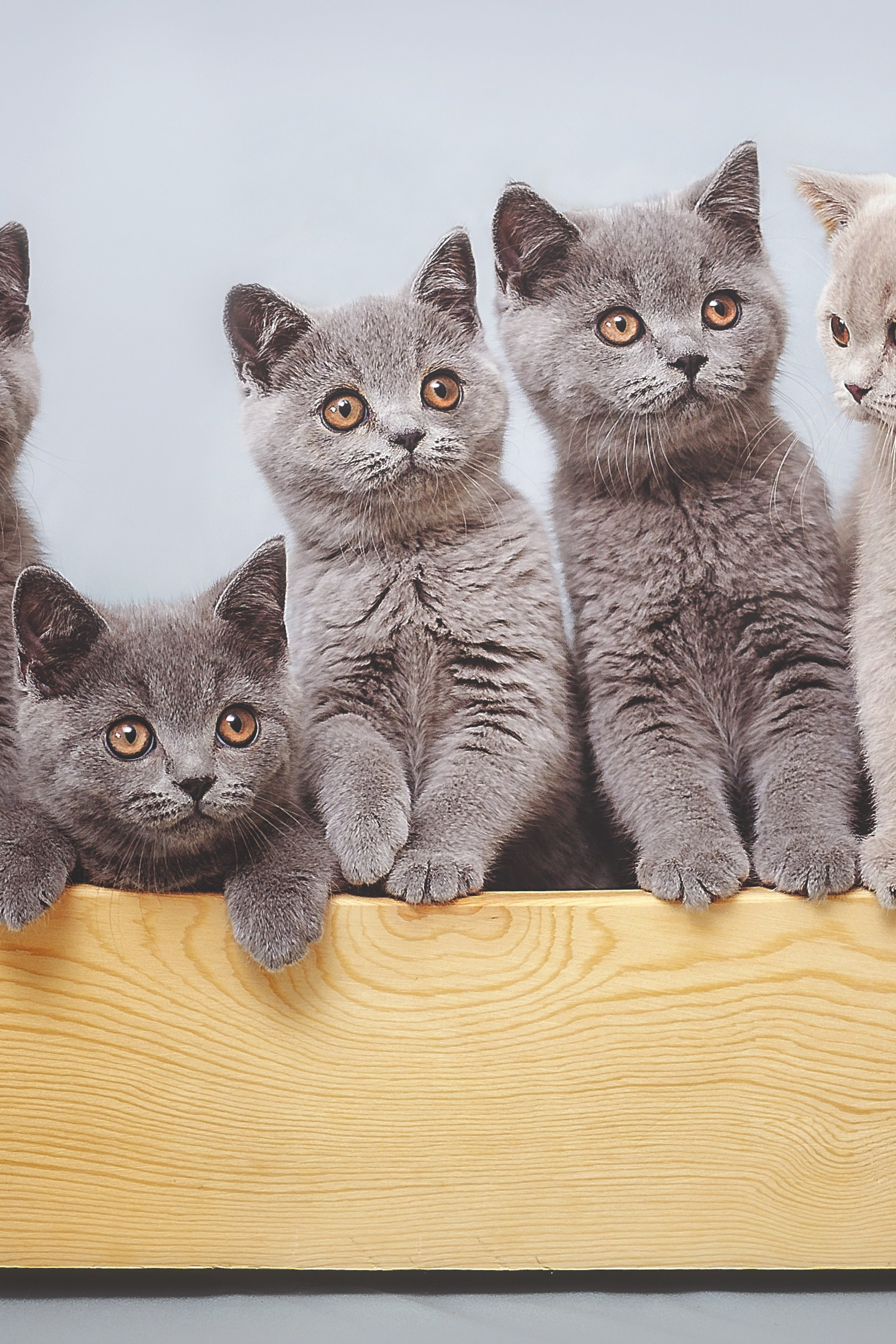 Съёмка животных в Ижевске и Москве