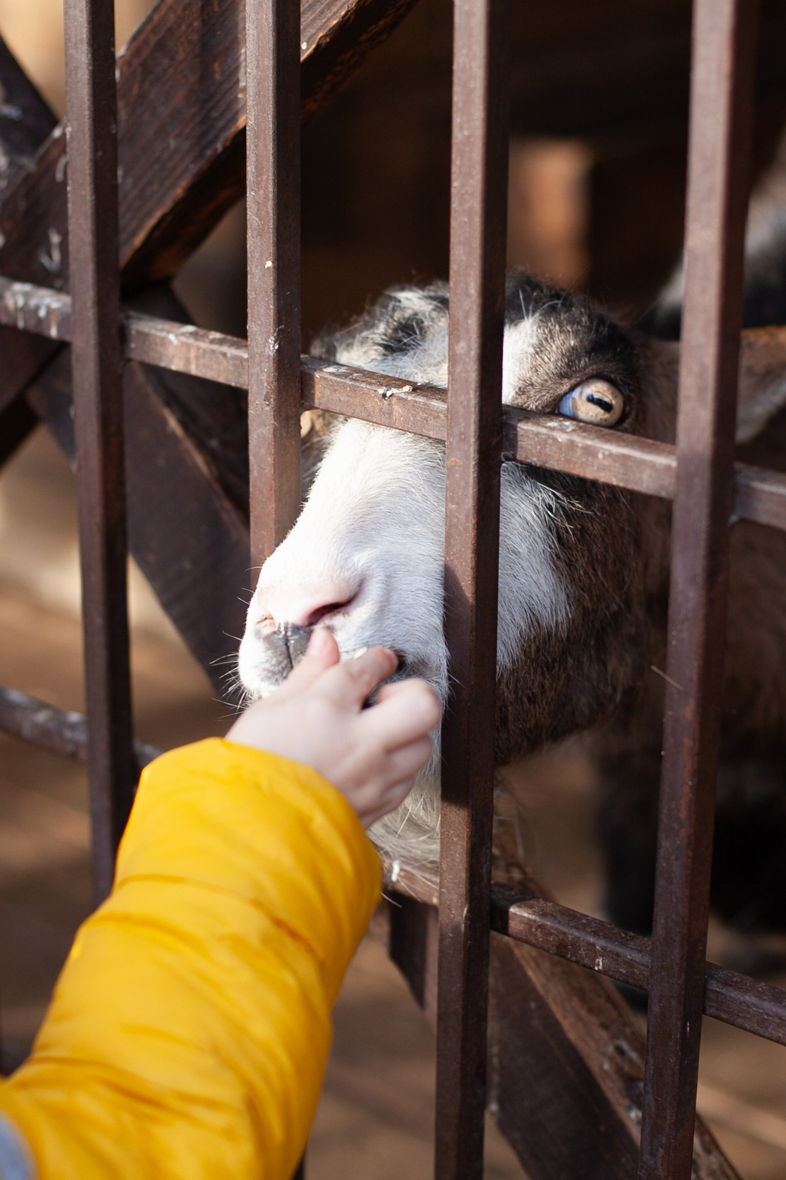Сады Мечты. Контент для сайта