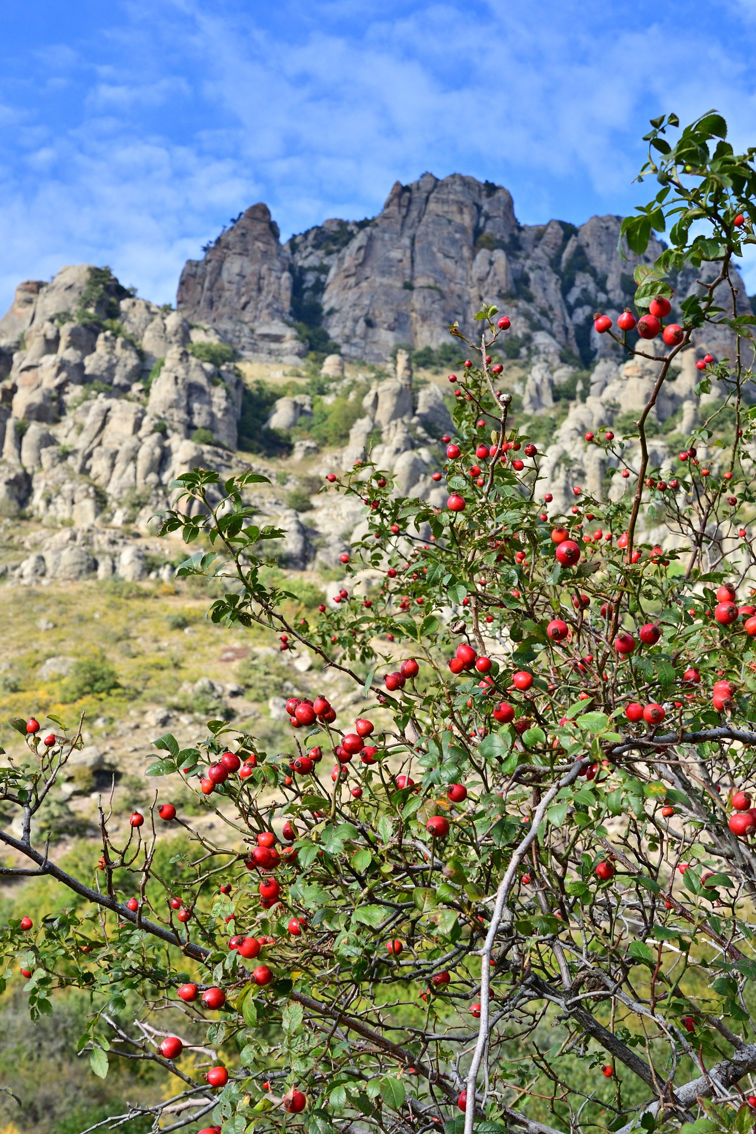 Купить фото. Фотограф Максим Мицун. Портрет, свадьба, репортаж, каталог