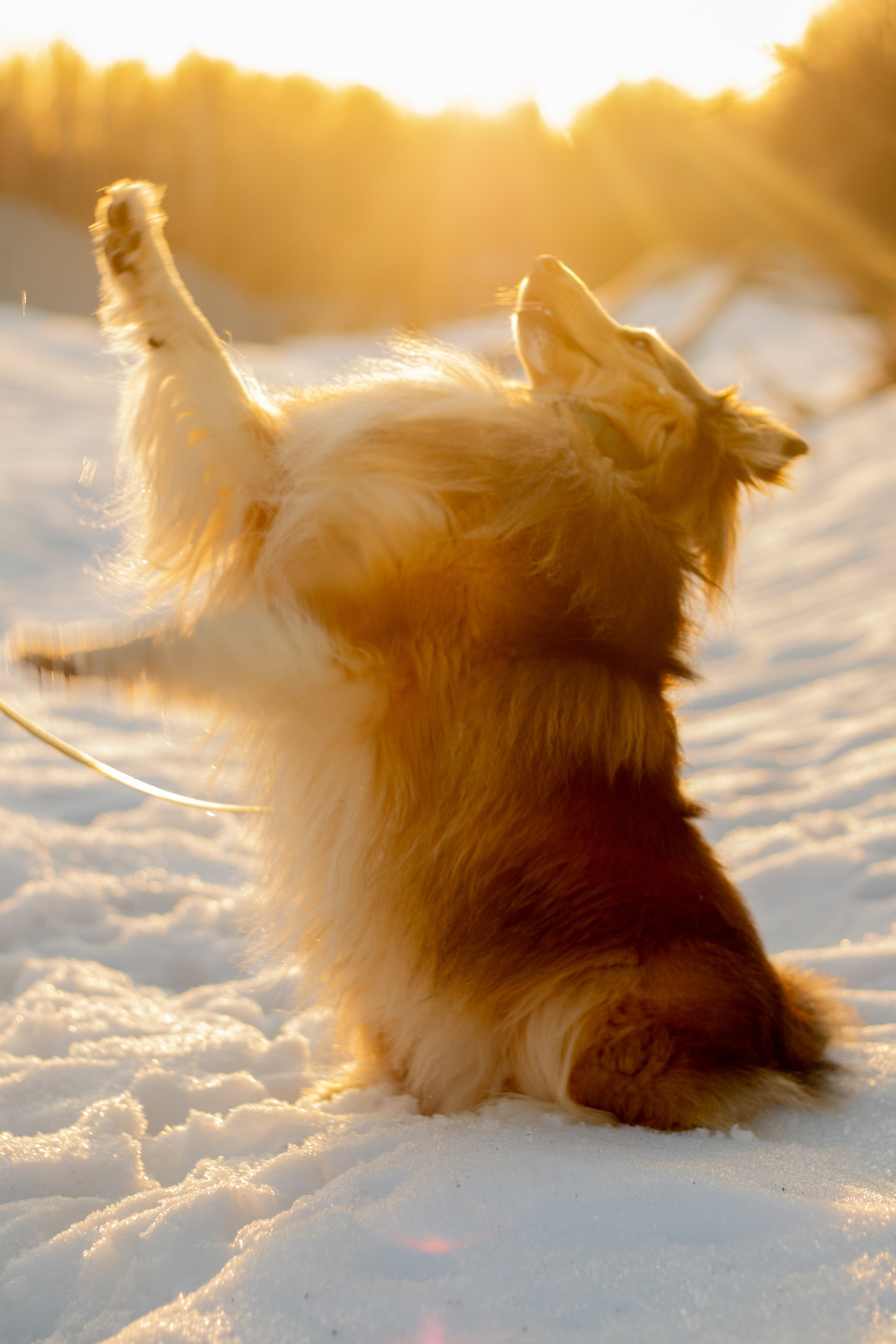 Арчи мой питомец шелти