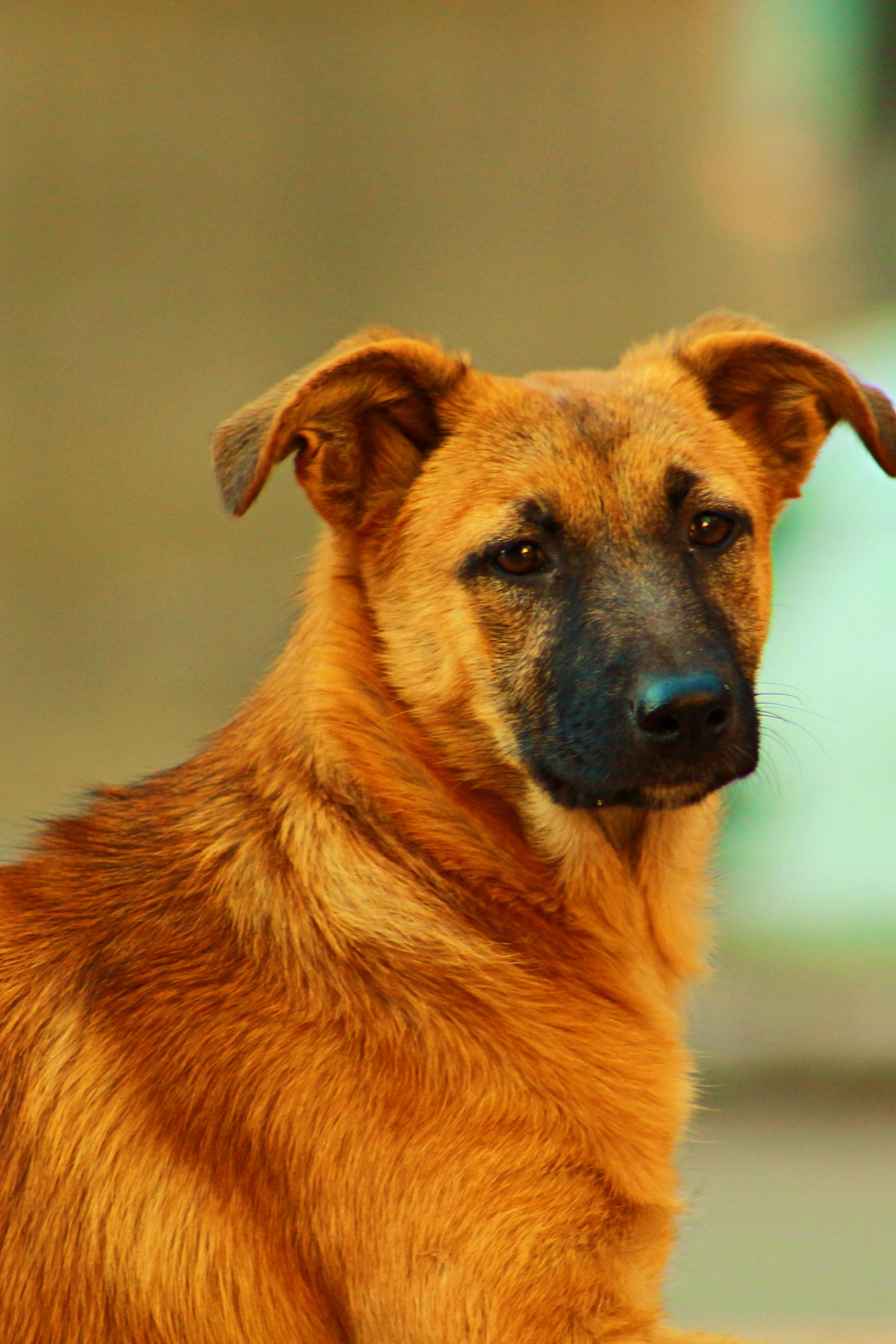 Животный мир