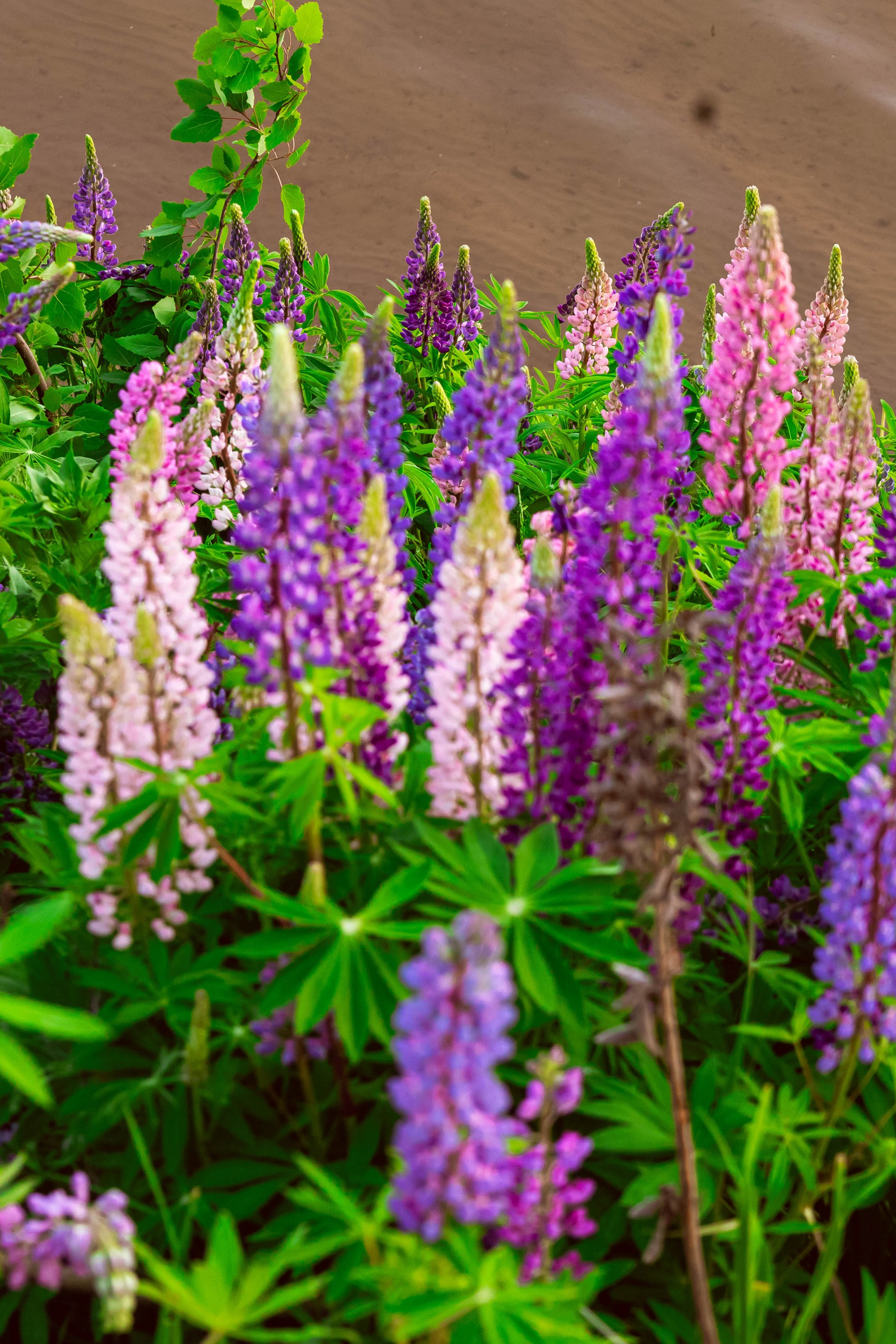 Истории. Портретный фотограф Панферова Регина г. Санкт-Петербург, г. Казань