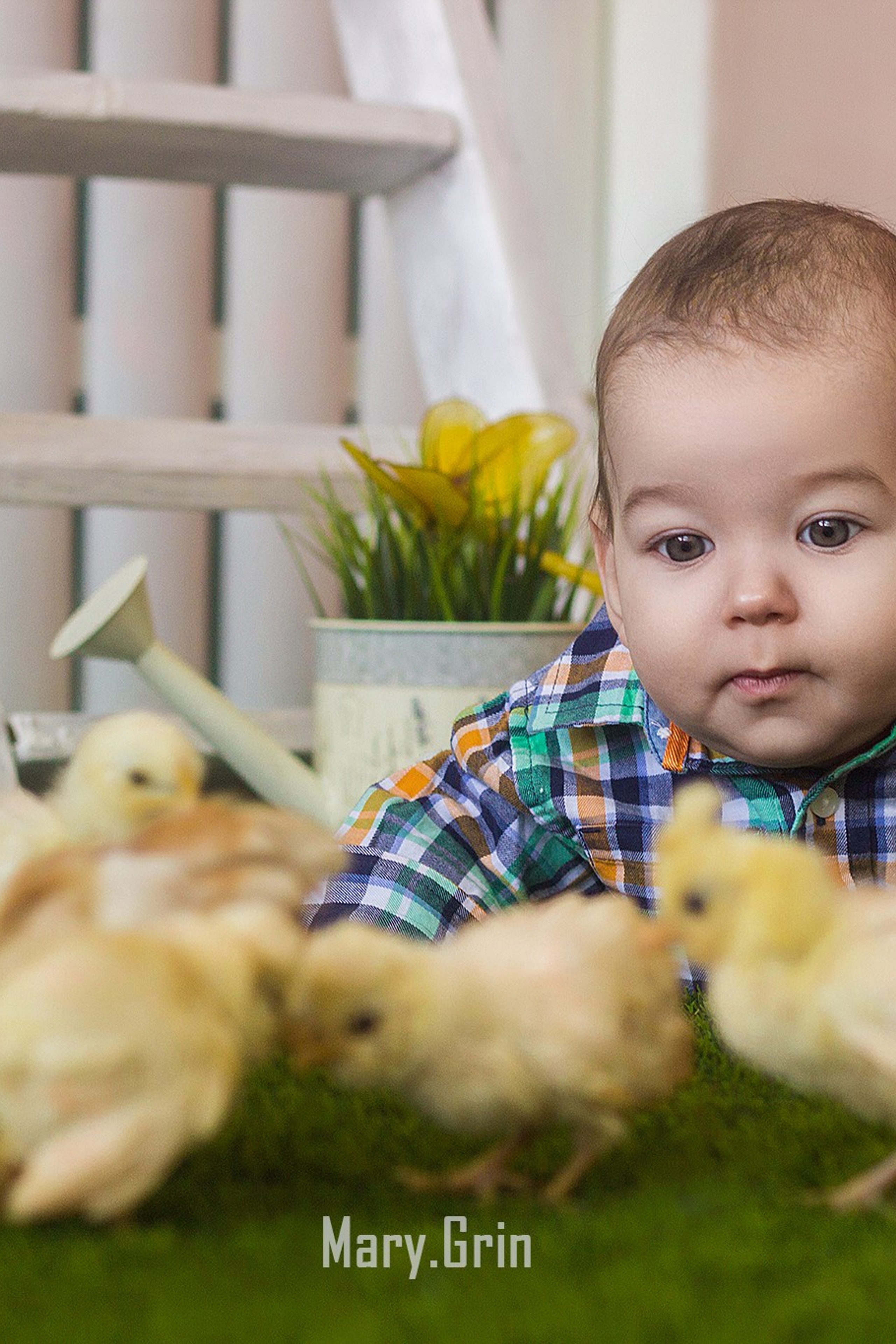 Студийная фотосессия с цыплятами