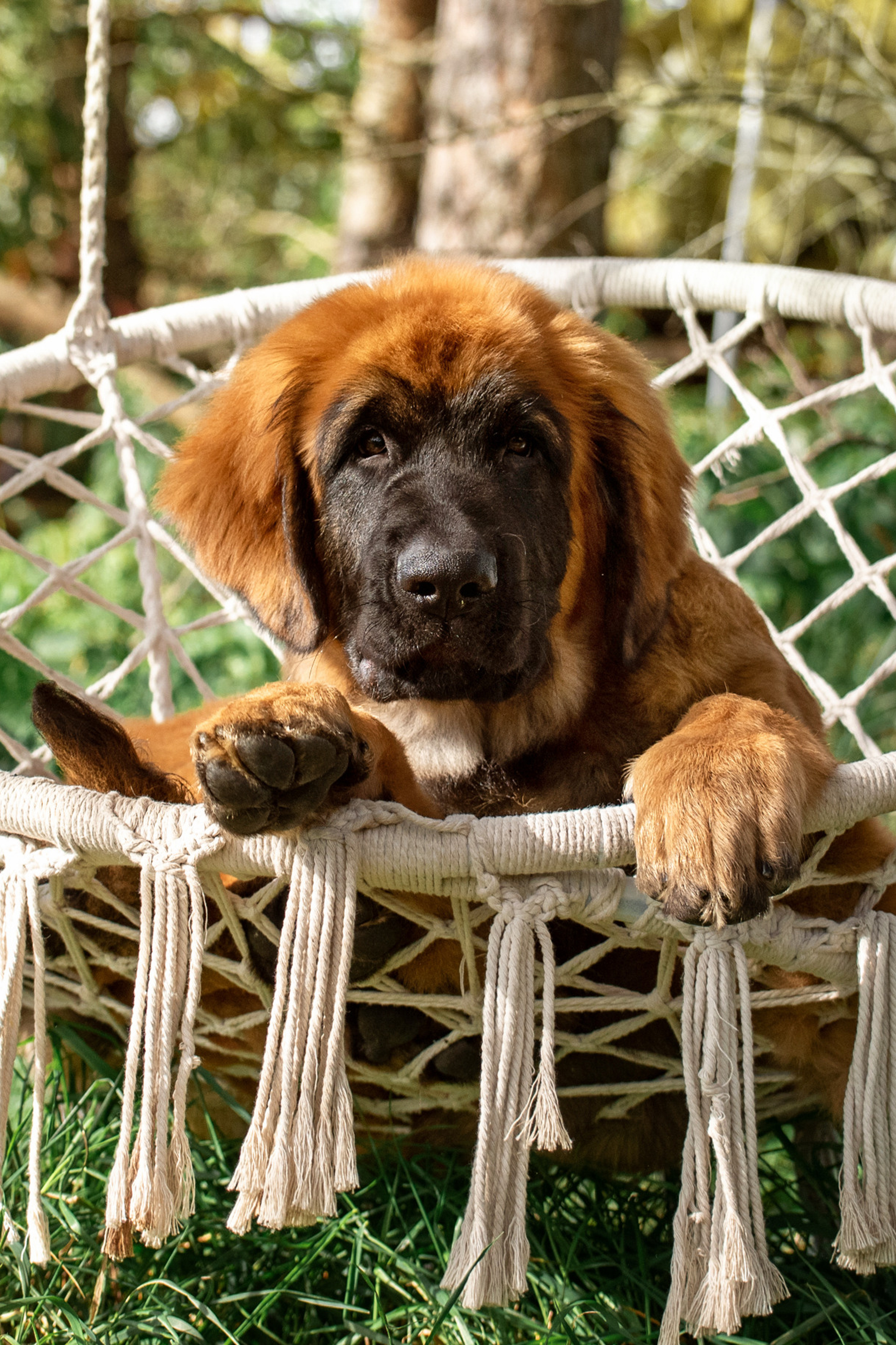 Отзывы. Фотограф-анималист Ольга Фомичева