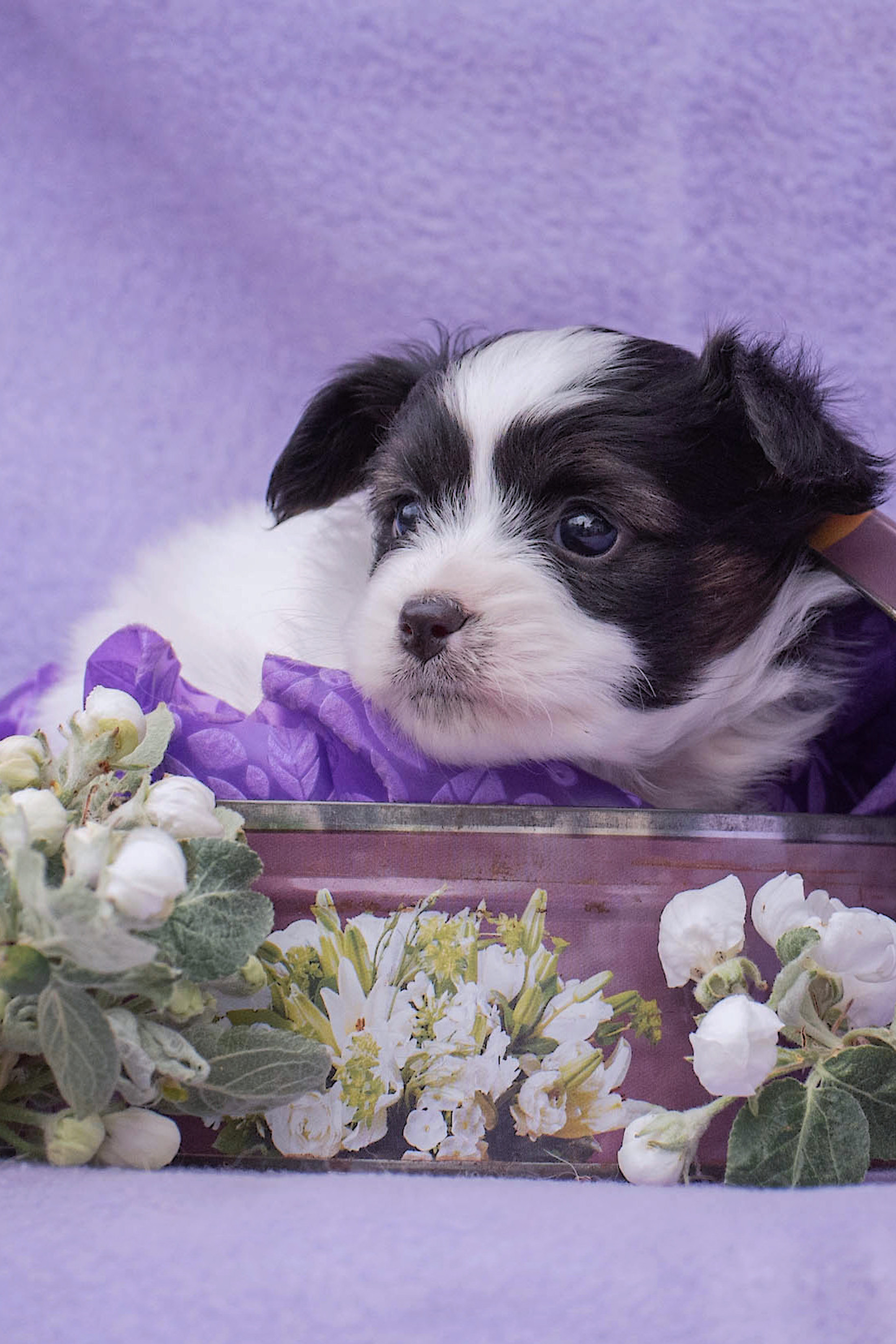 Отзывы. Фотограф-анималист Ольга Фомичева