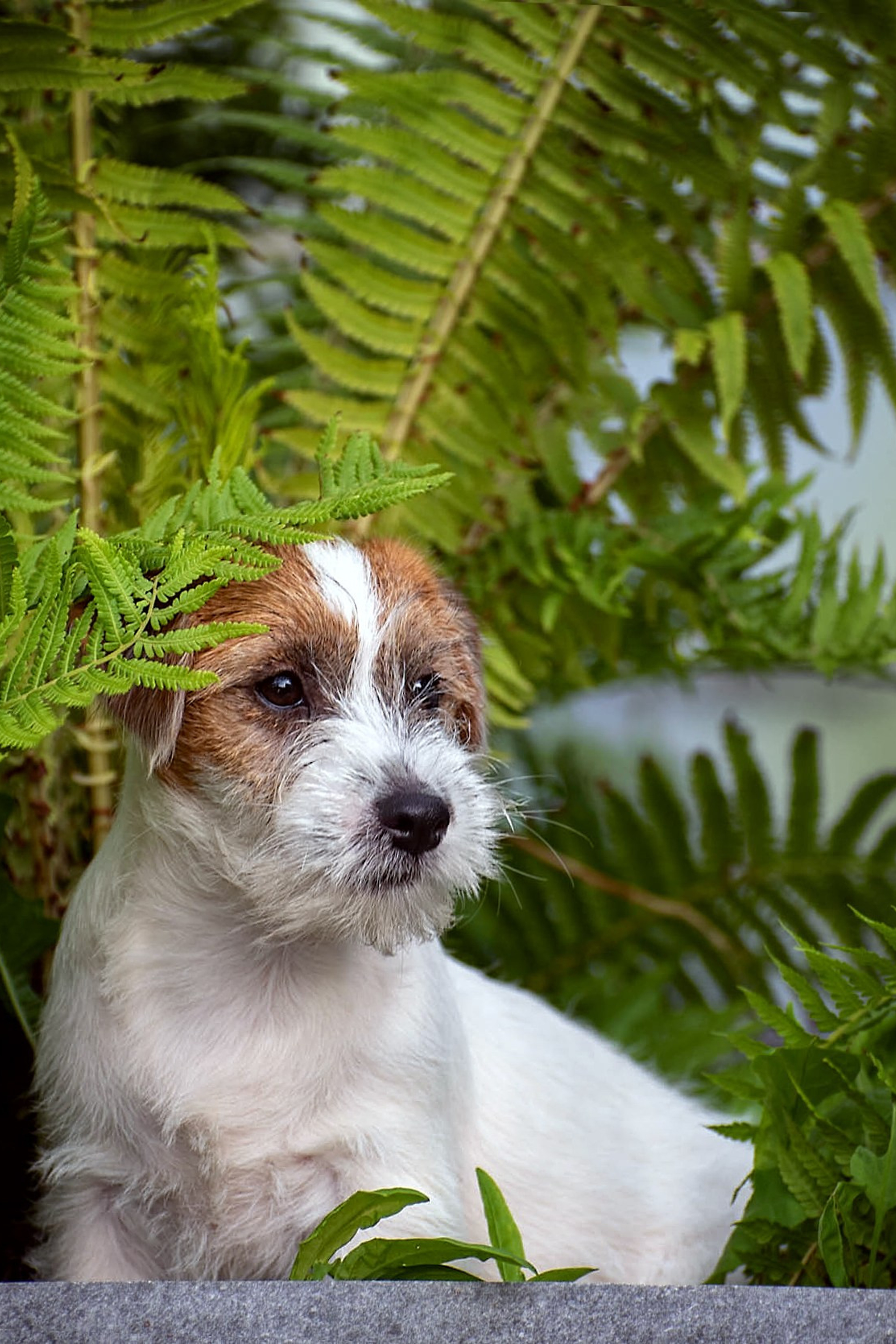 Отзывы. Фотограф-анималист Ольга Фомичева