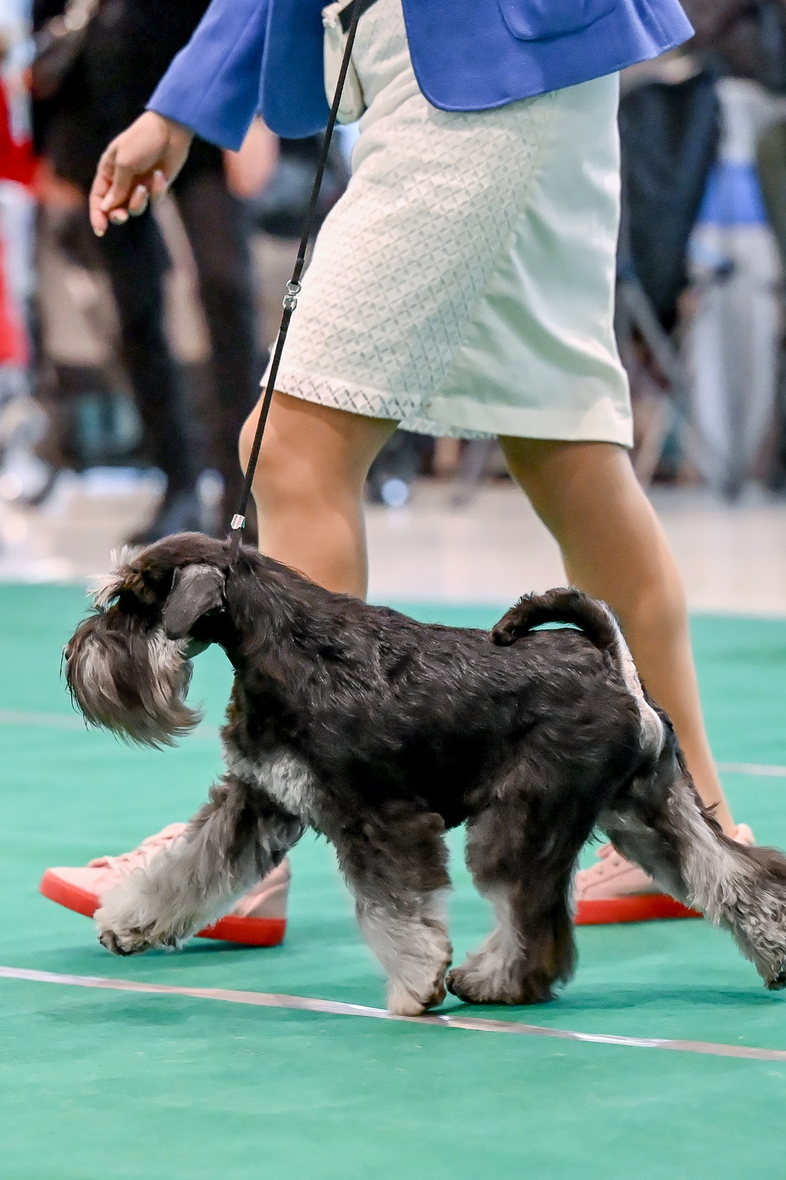НОВОСТИ. Питомник цвергшнауцеров в Беларуси «Делинсо Бэлэнс»
