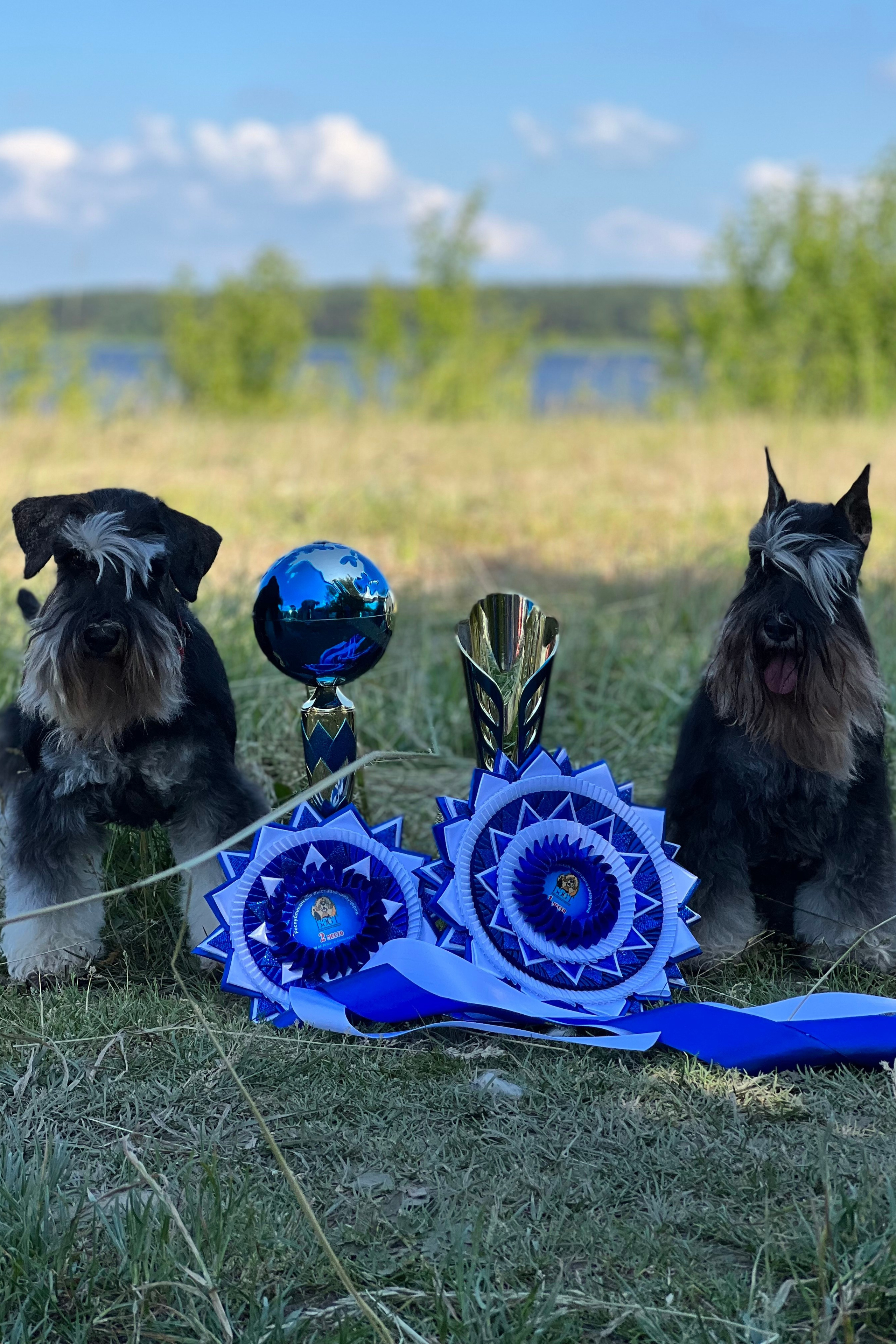 НОВОСТИ. Питомник цвергшнауцеров в Беларуси «Делинсо Бэлэнс»