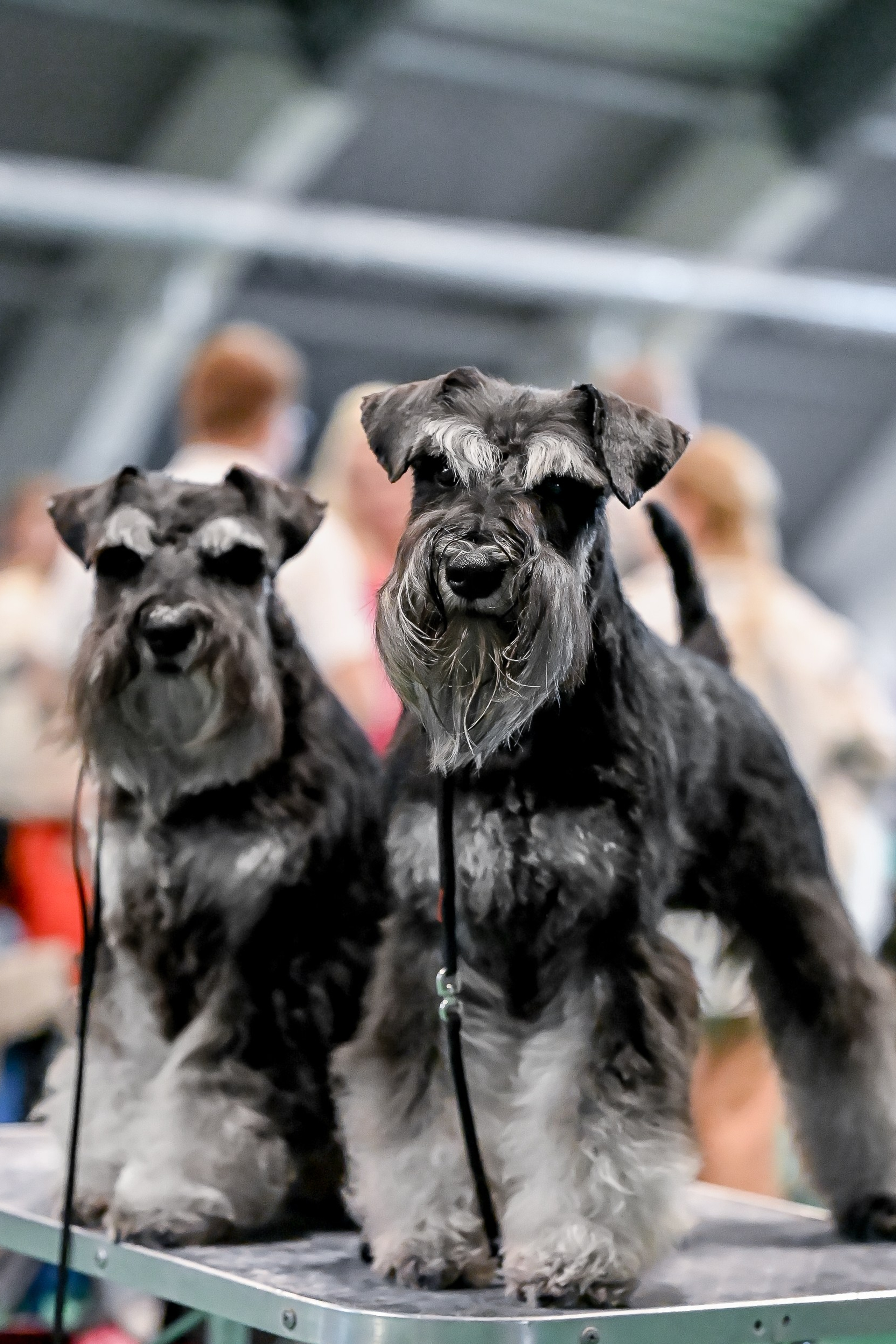 НОВОСТИ. Питомник цвергшнауцеров в Беларуси «Делинсо Бэлэнс»