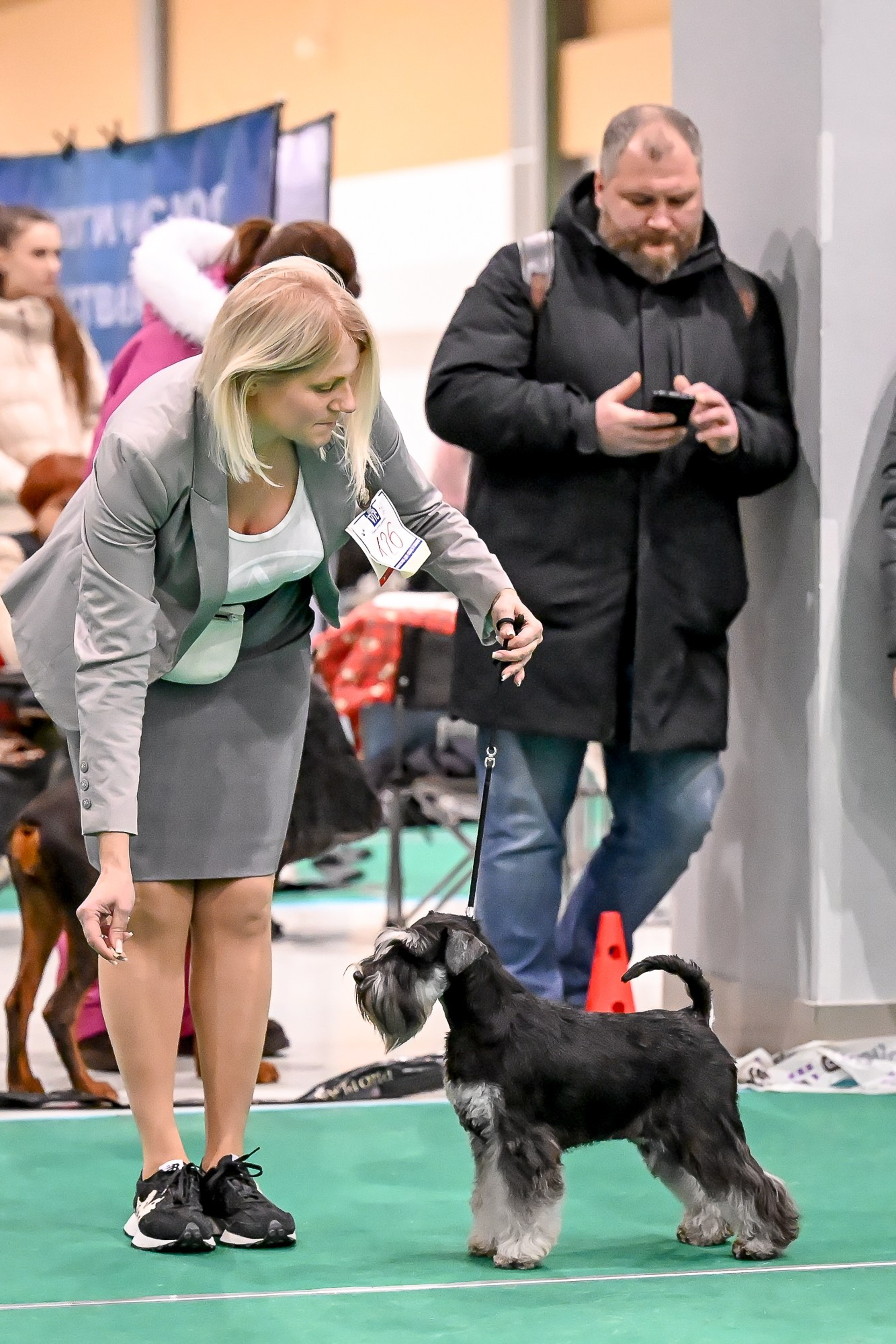 НОВОСТИ. Питомник цвергшнауцеров в Беларуси «Делинсо Бэлэнс»
