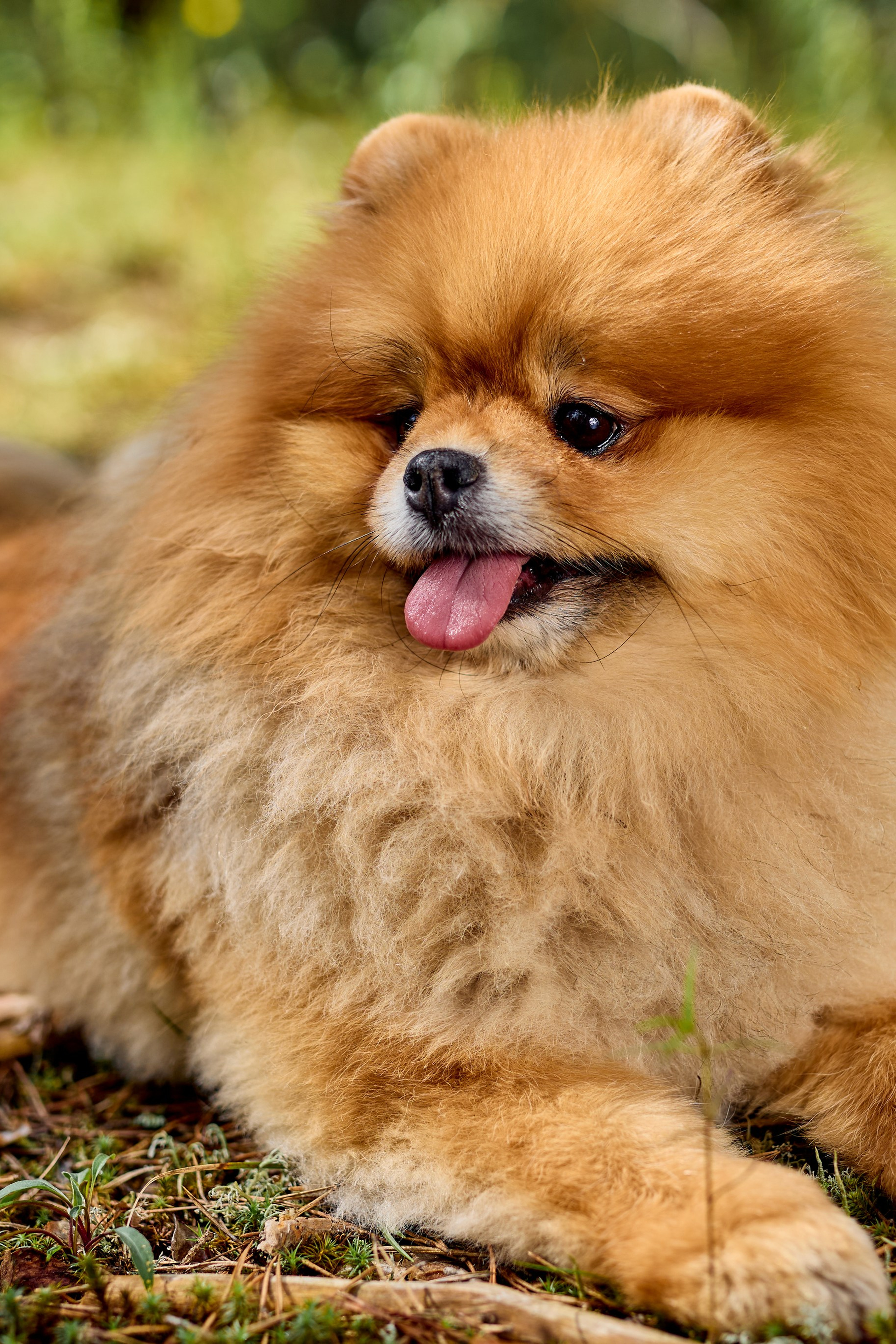 Семка домашних питомцев