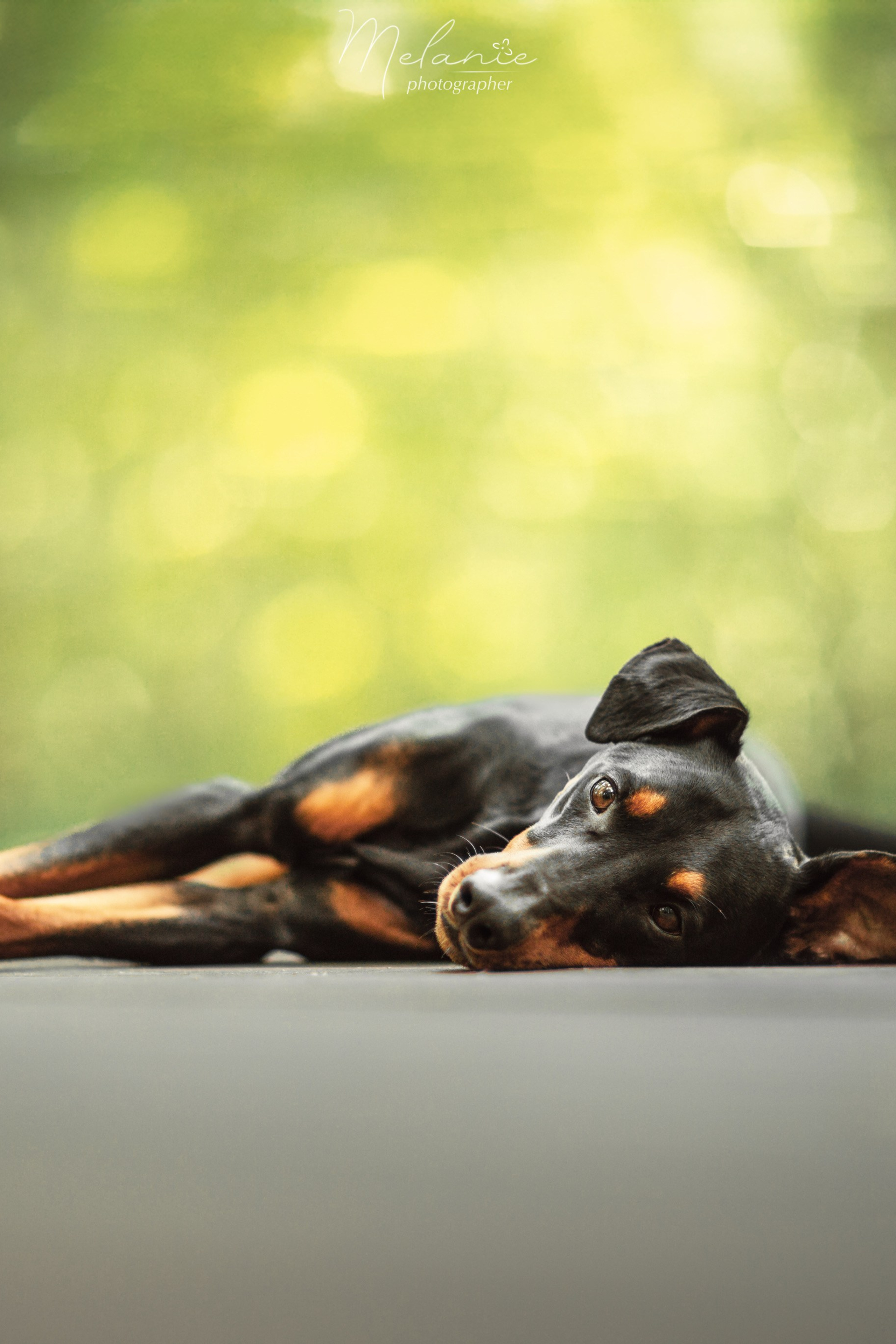 Истории. Фотограф-анималист в Москве Дорн Мелани