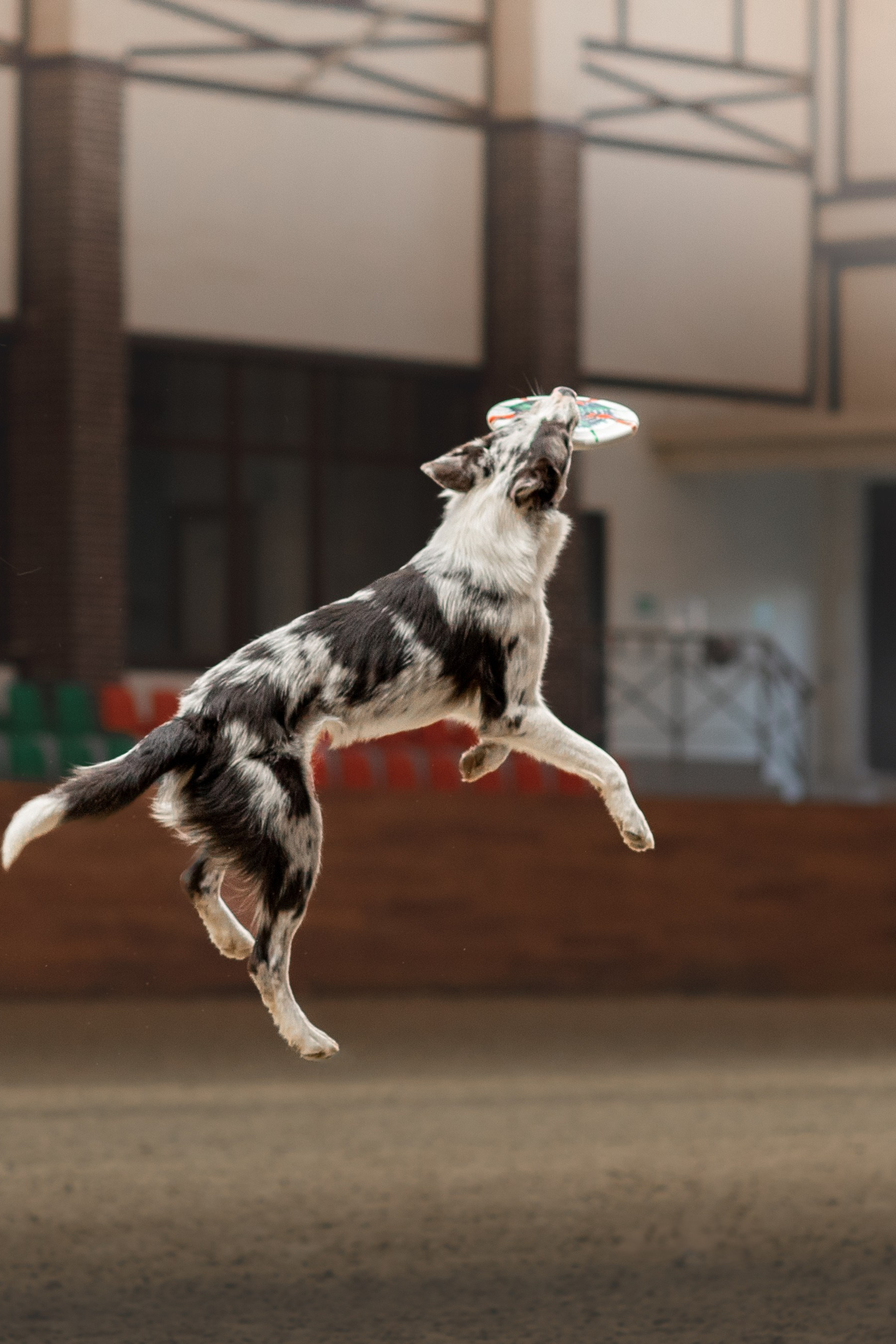 собака в&nbsp;спорте