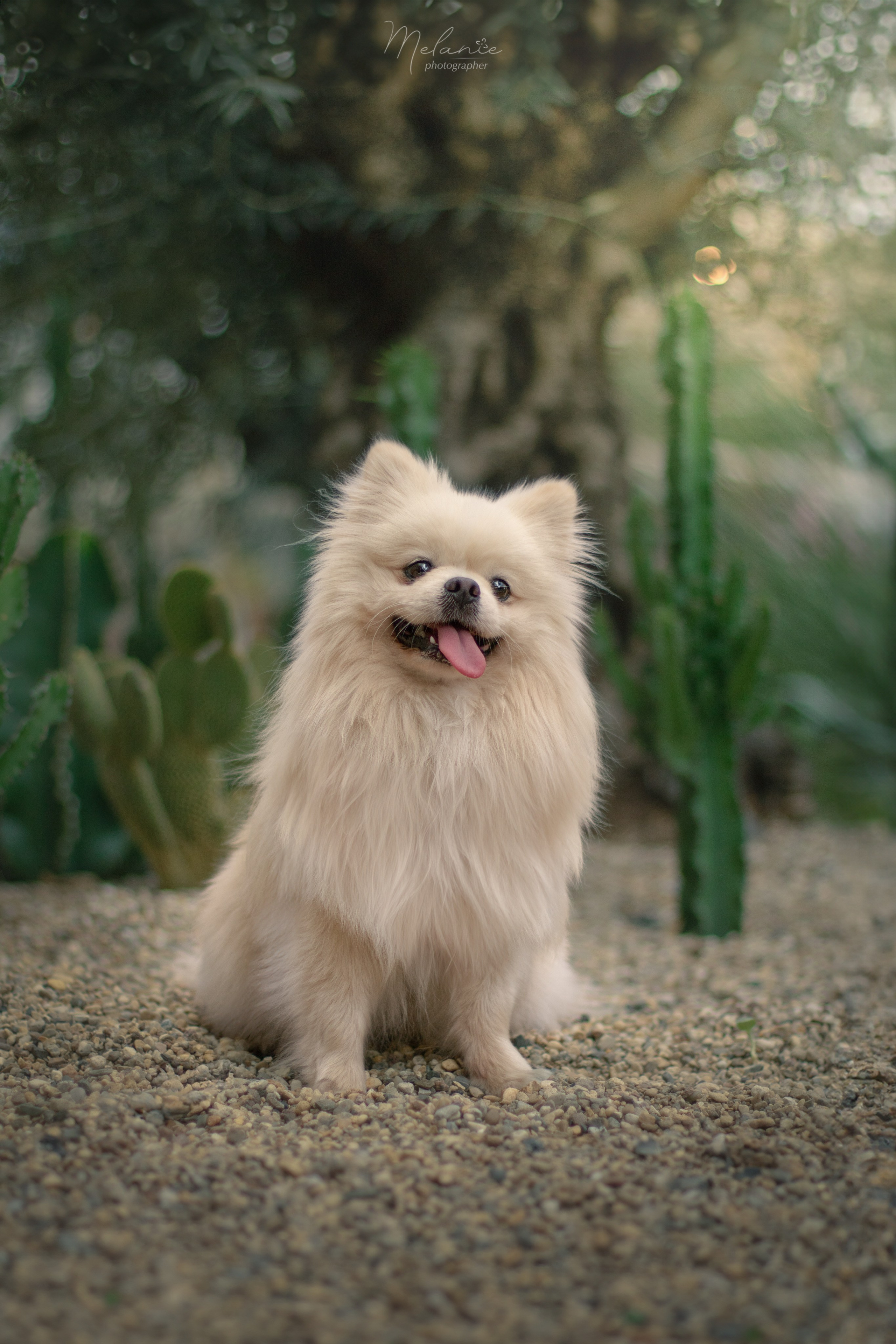 съемки питомца