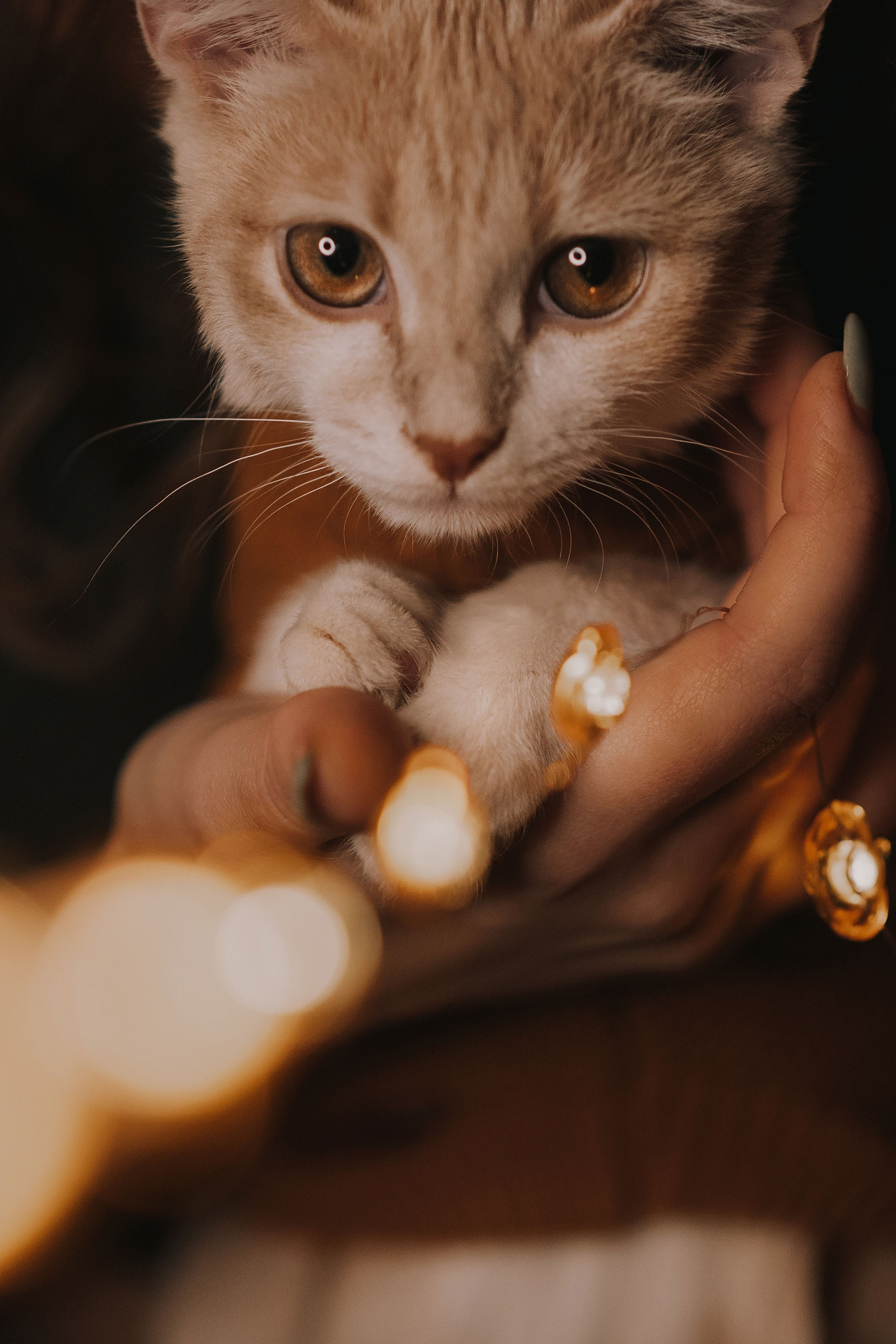 Котовая серия: Настя и Текилла (Королёв, 2022)