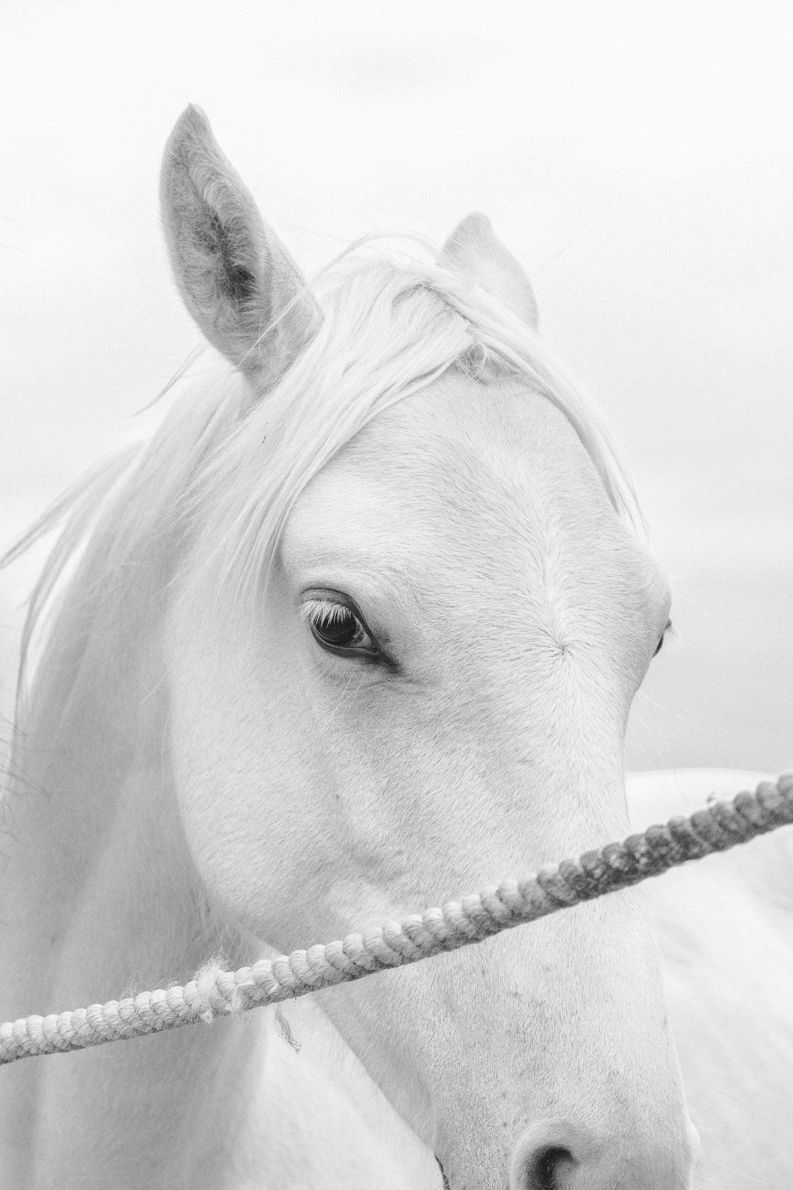 Съёмка лошадей/чб
