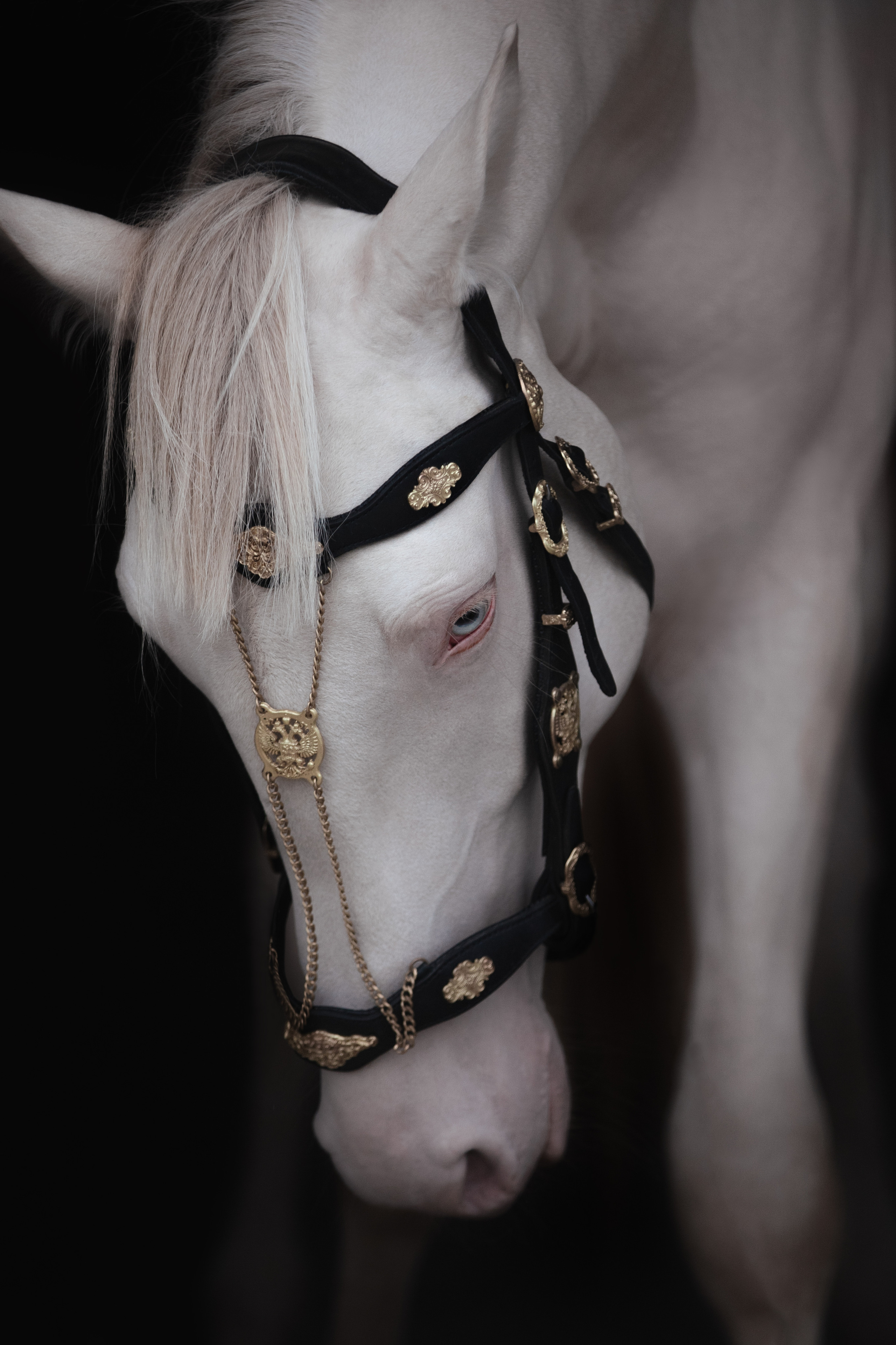 Съёмка лошадей/ цвет