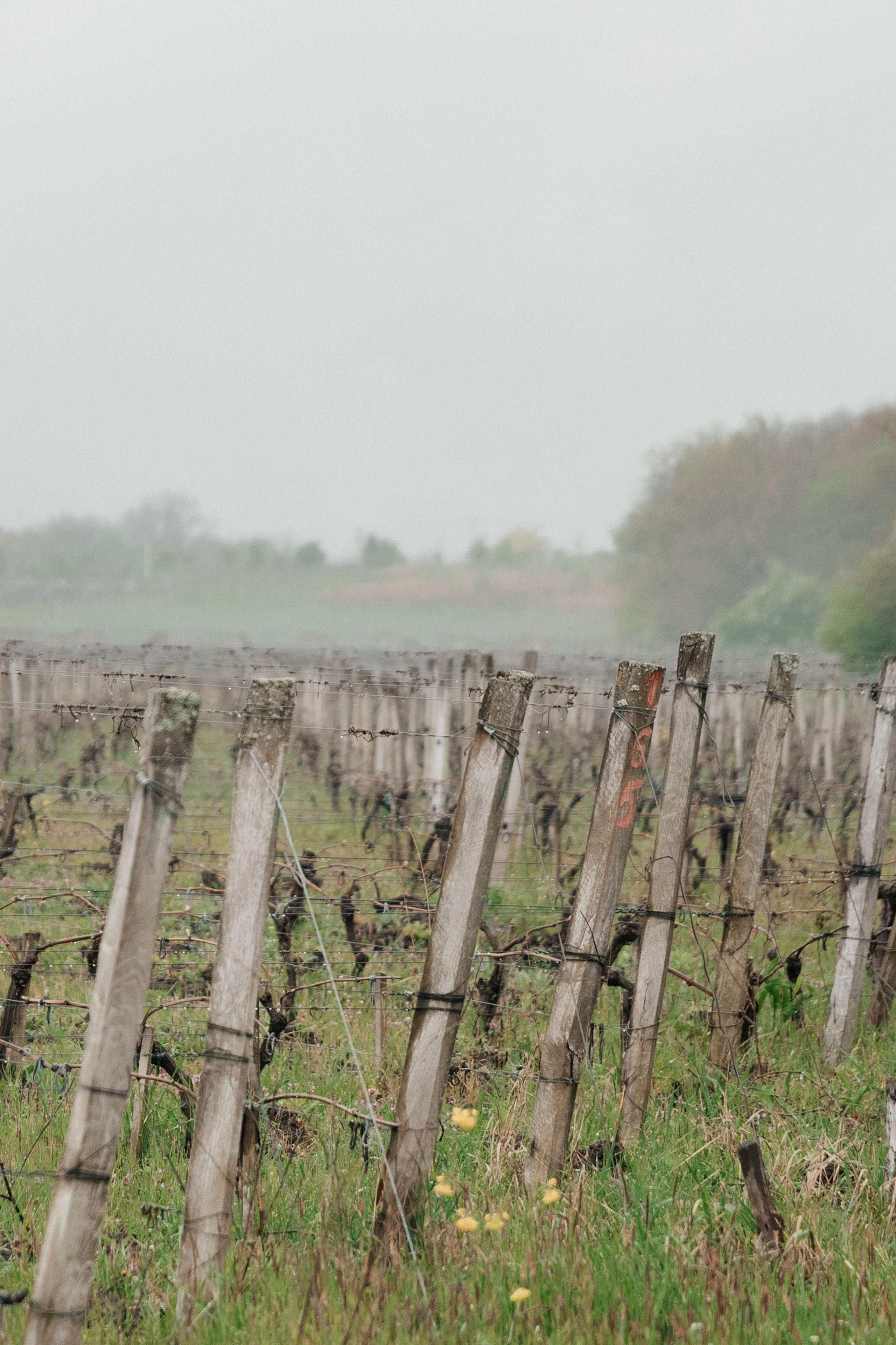 Z&V. Свадебный фотограф в Краснодаре Алена Колесникова
