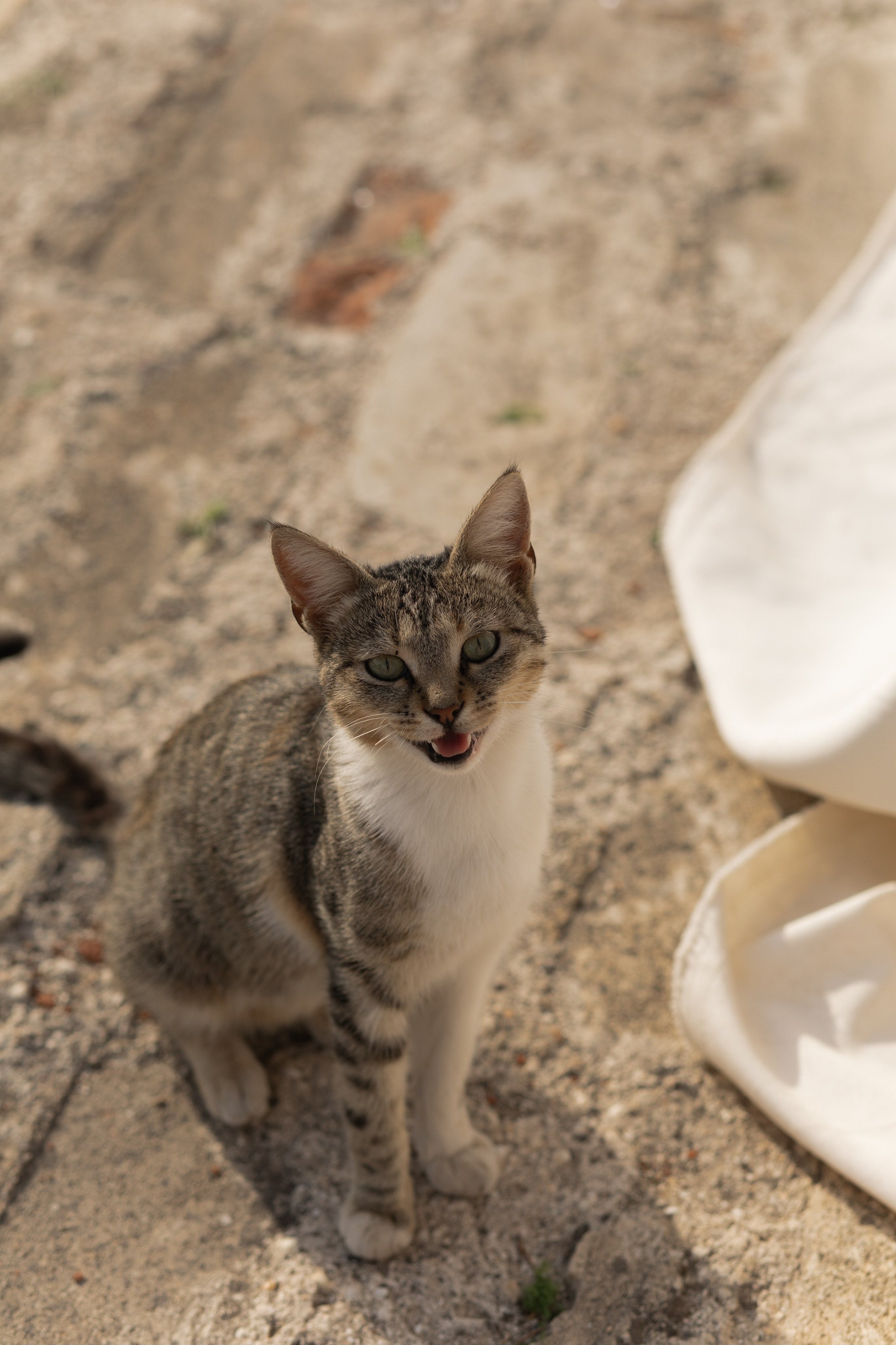 A&M. Свадебный фотограф в Краснодаре Алена Колесникова