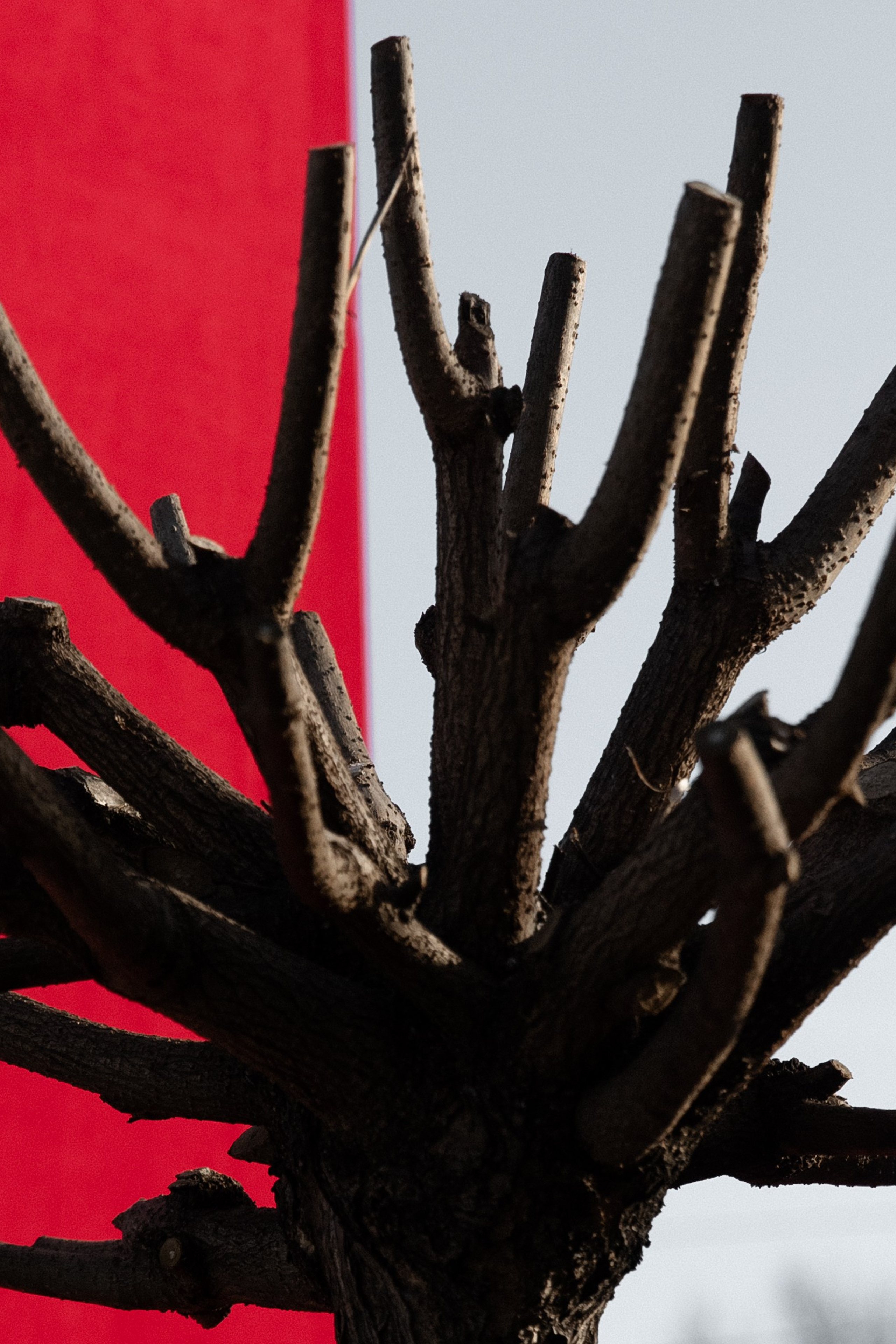 Wedding Awards South'25. Свадебный фотограф в Краснодаре Алена Колесникова