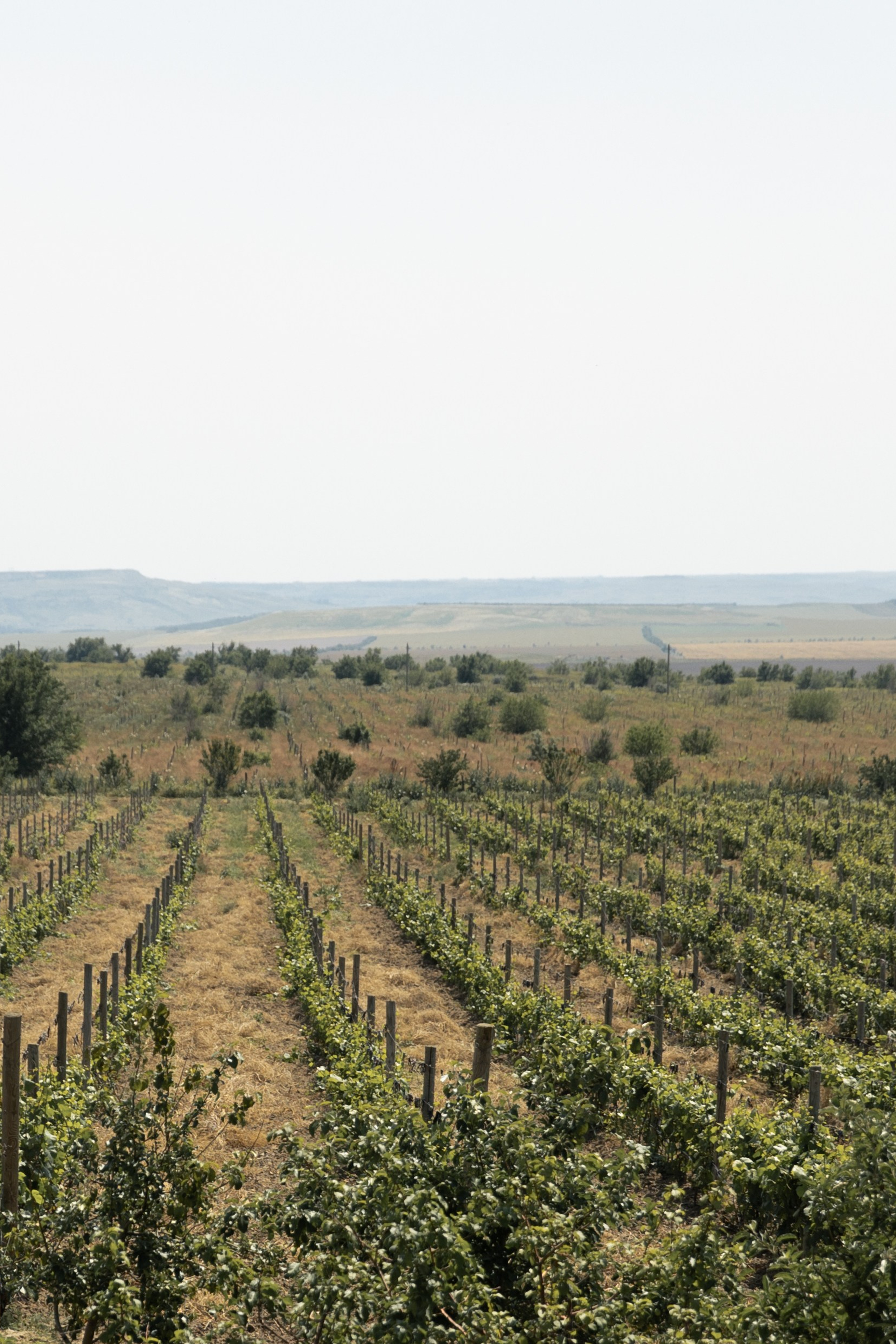 A&M. Свадебный фотограф в Краснодаре Алена Колесникова