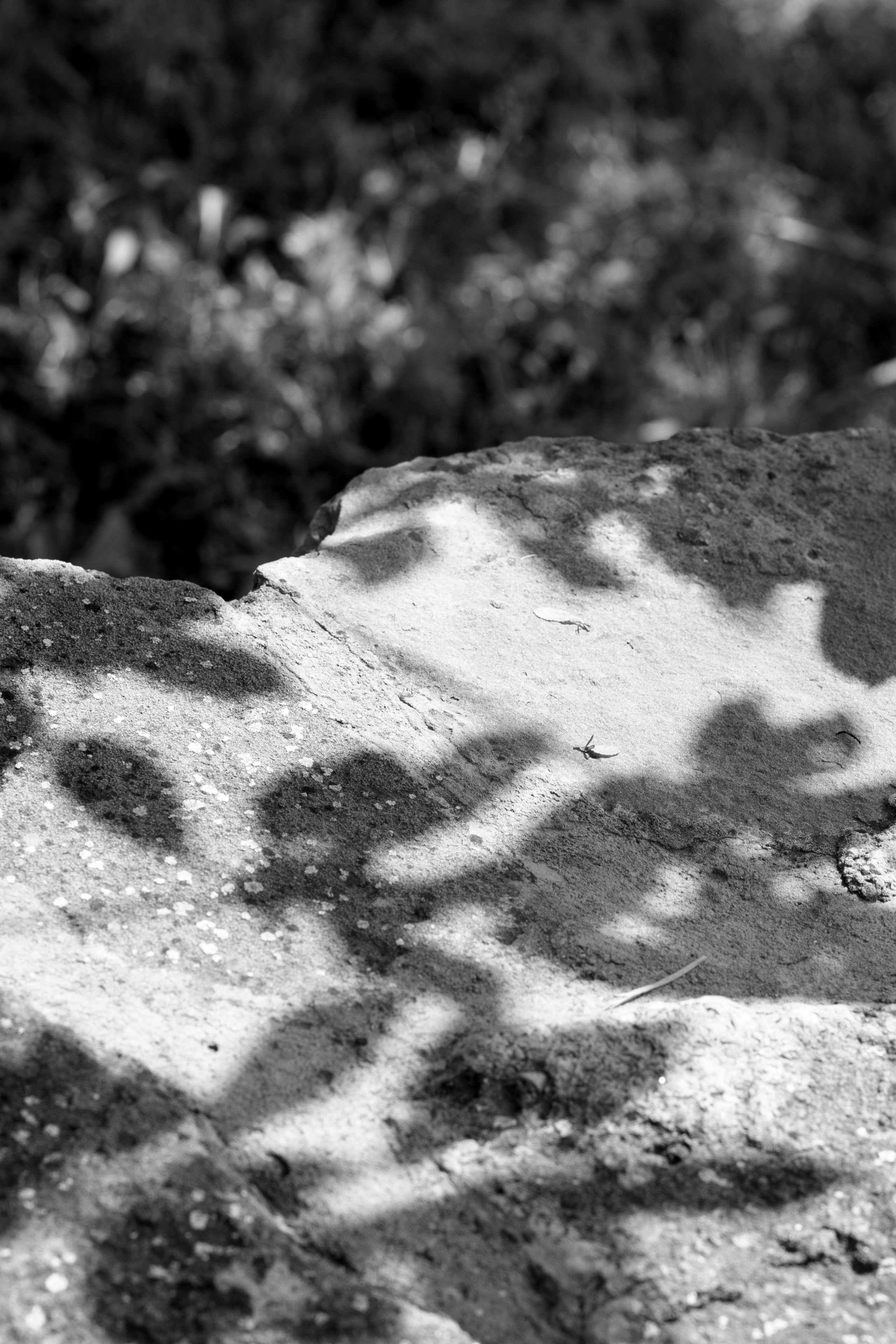 A&M. Свадебный фотограф в Краснодаре Алена Колесникова