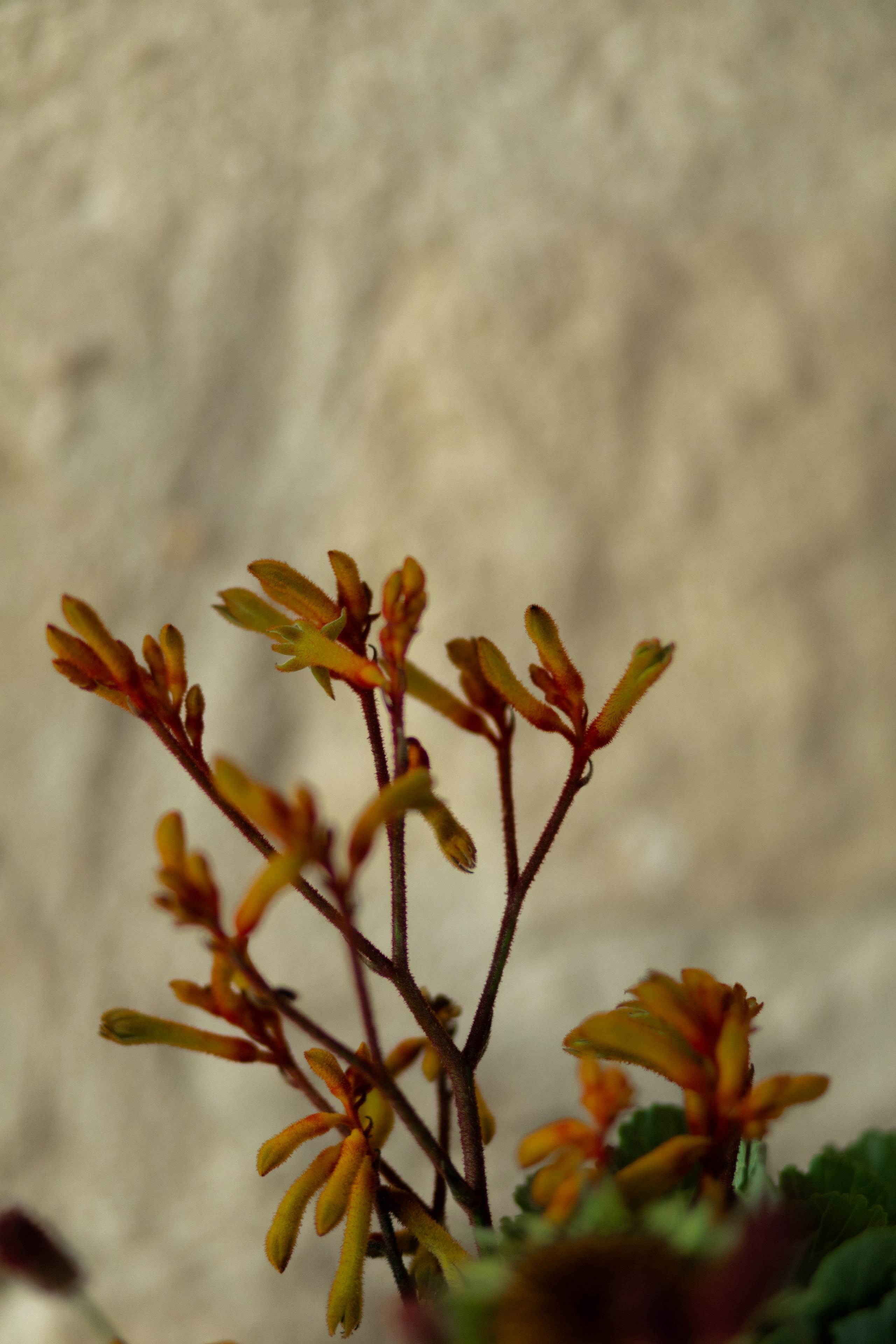 A&M. Свадебный фотограф в Краснодаре Алена Колесникова