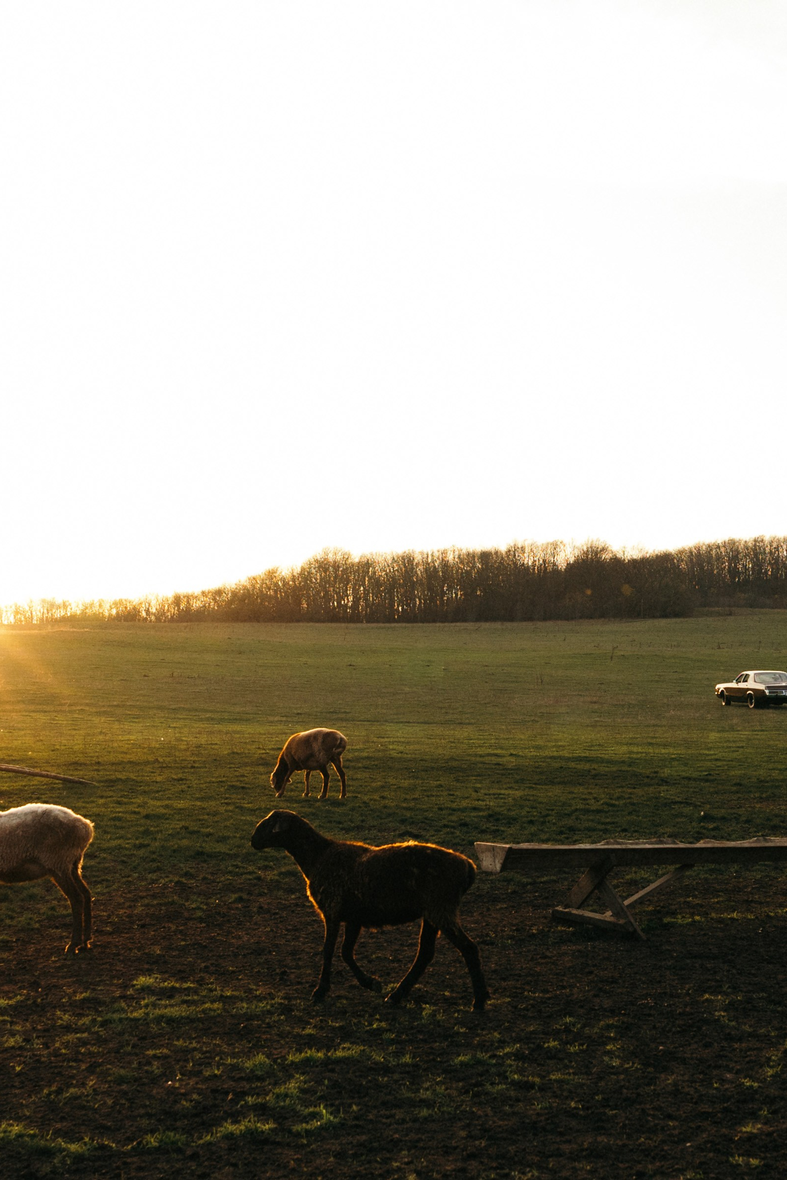 DIM. Свадебный фотограф в Краснодаре Алена Колесникова