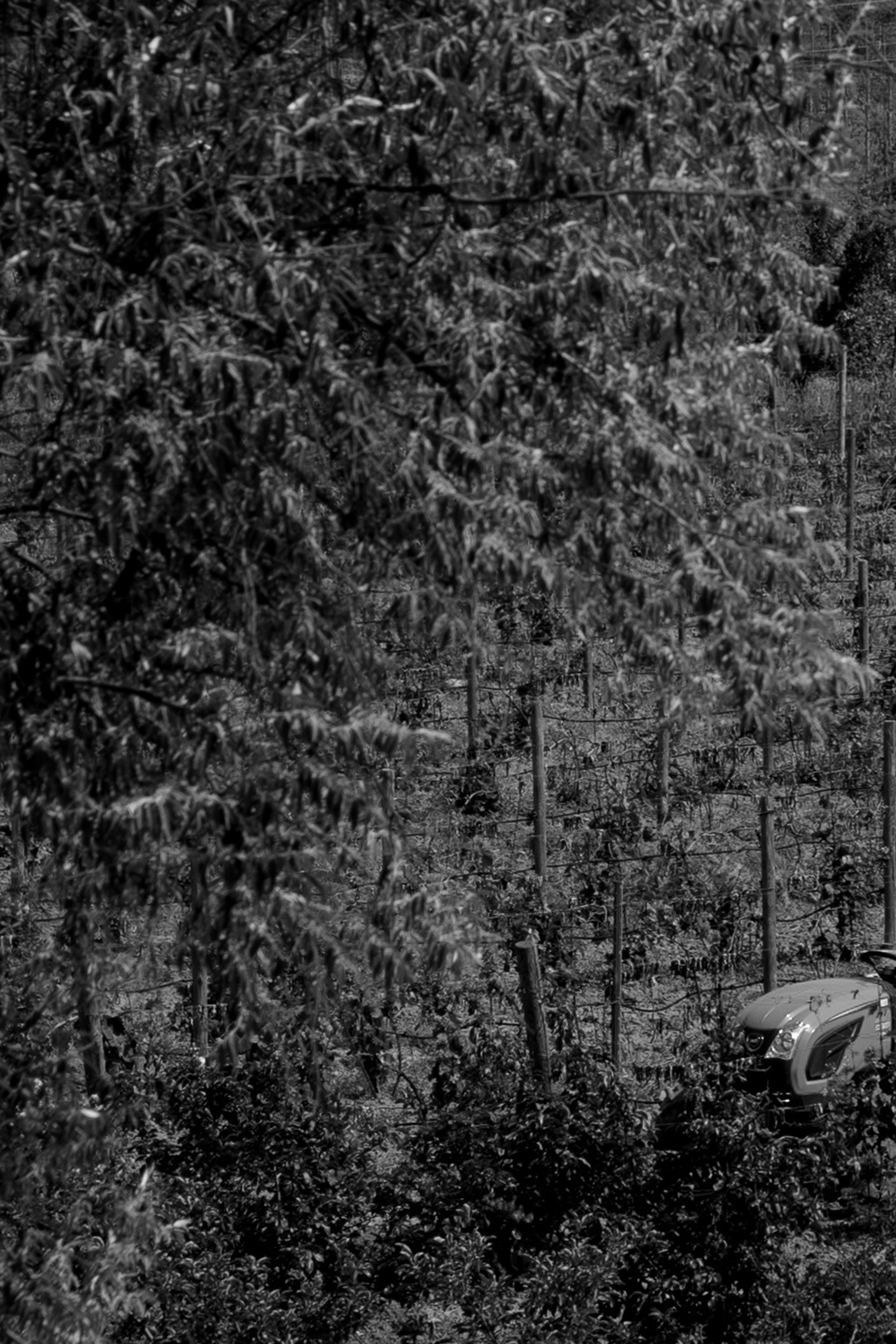 A&M. Свадебный фотограф в Краснодаре Алена Колесникова