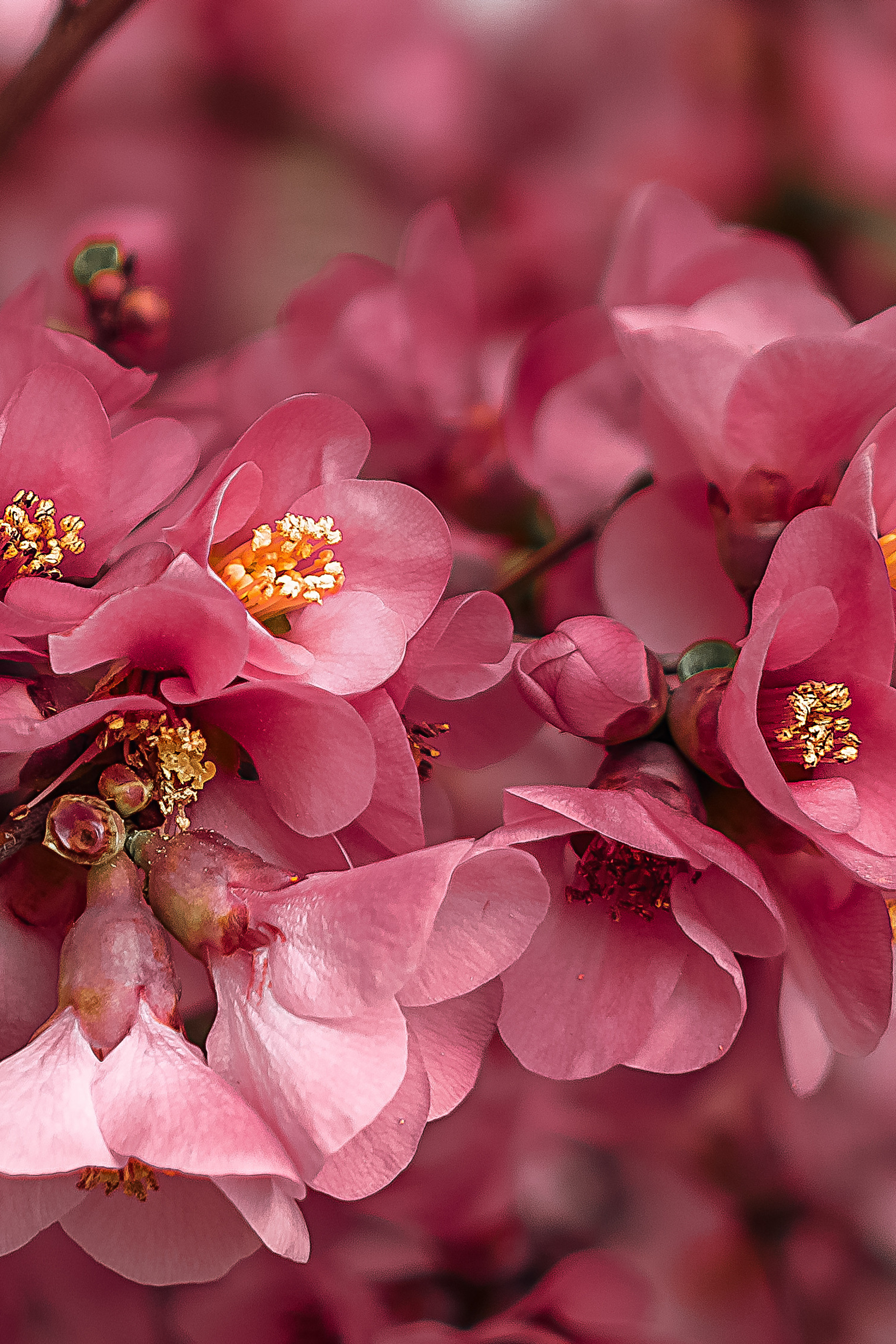 АНОНСЫ. Свадебный и семейный фотограф/видеограф в Краснодаре Наталья Осинская