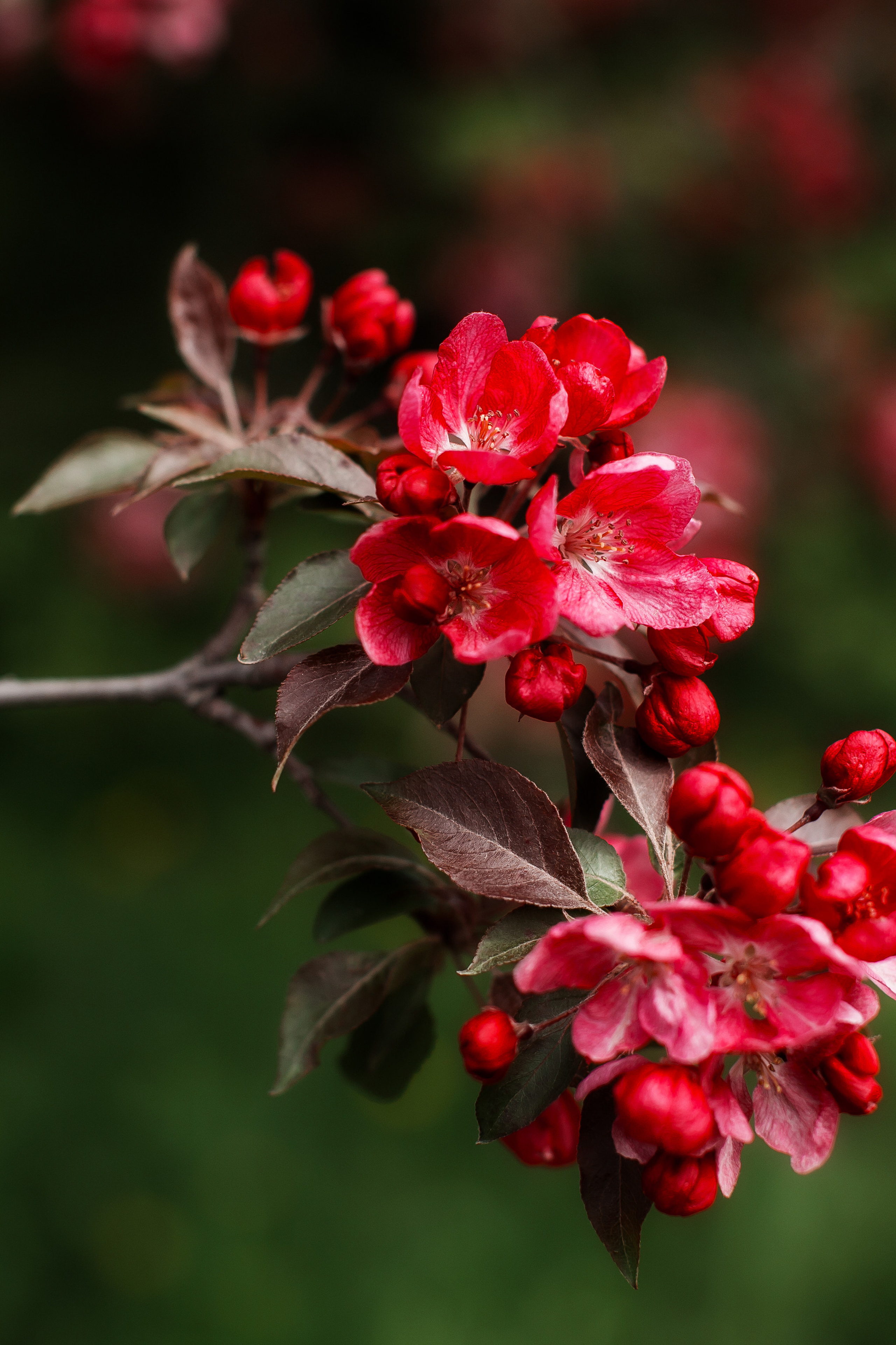 АНОНСЫ. Свадебный и семейный фотограф/видеограф в Краснодаре Наталья Осинская