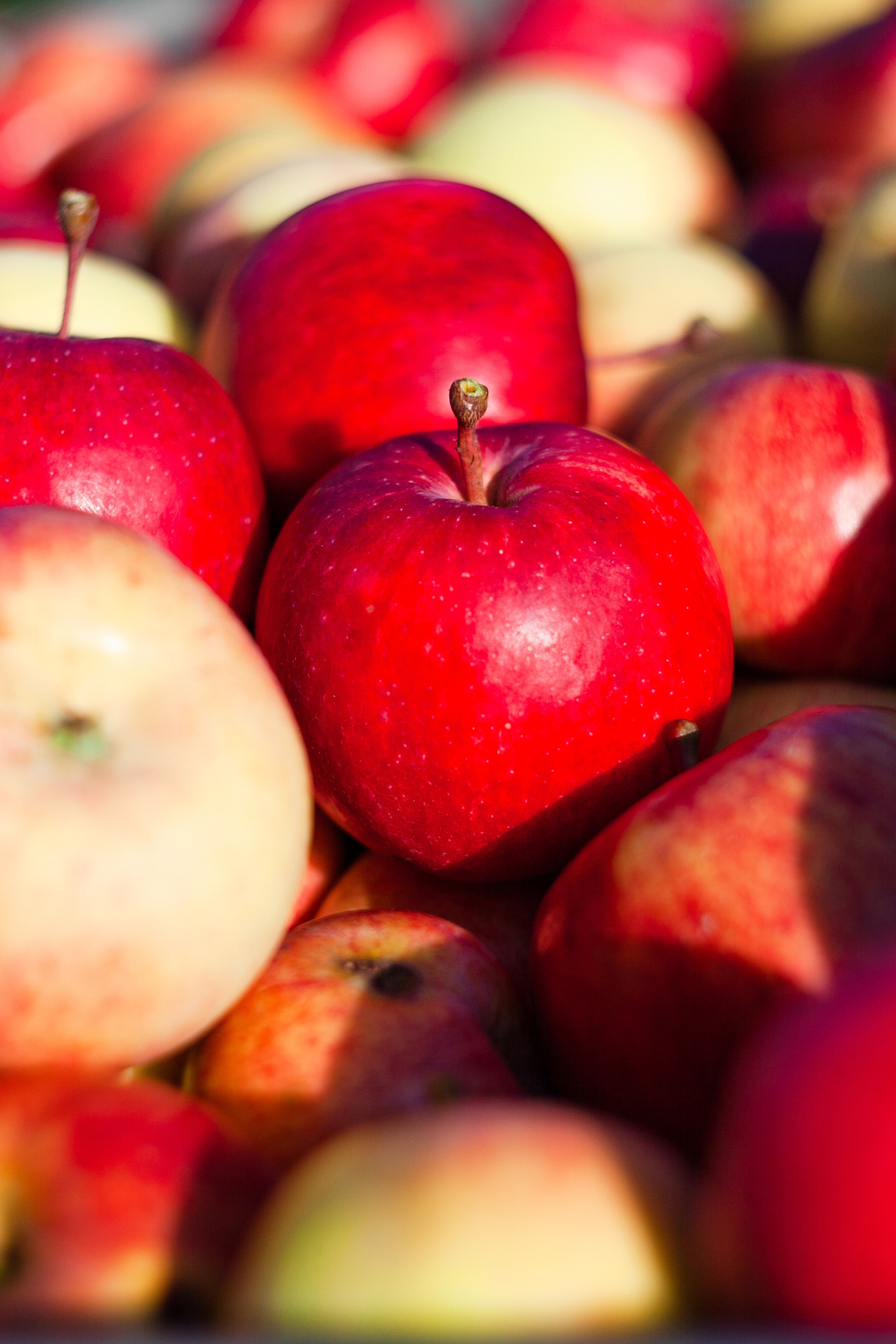 Истории. Детский и семейный фотограф в Санкт-Петербурге Елизавета Сорокина