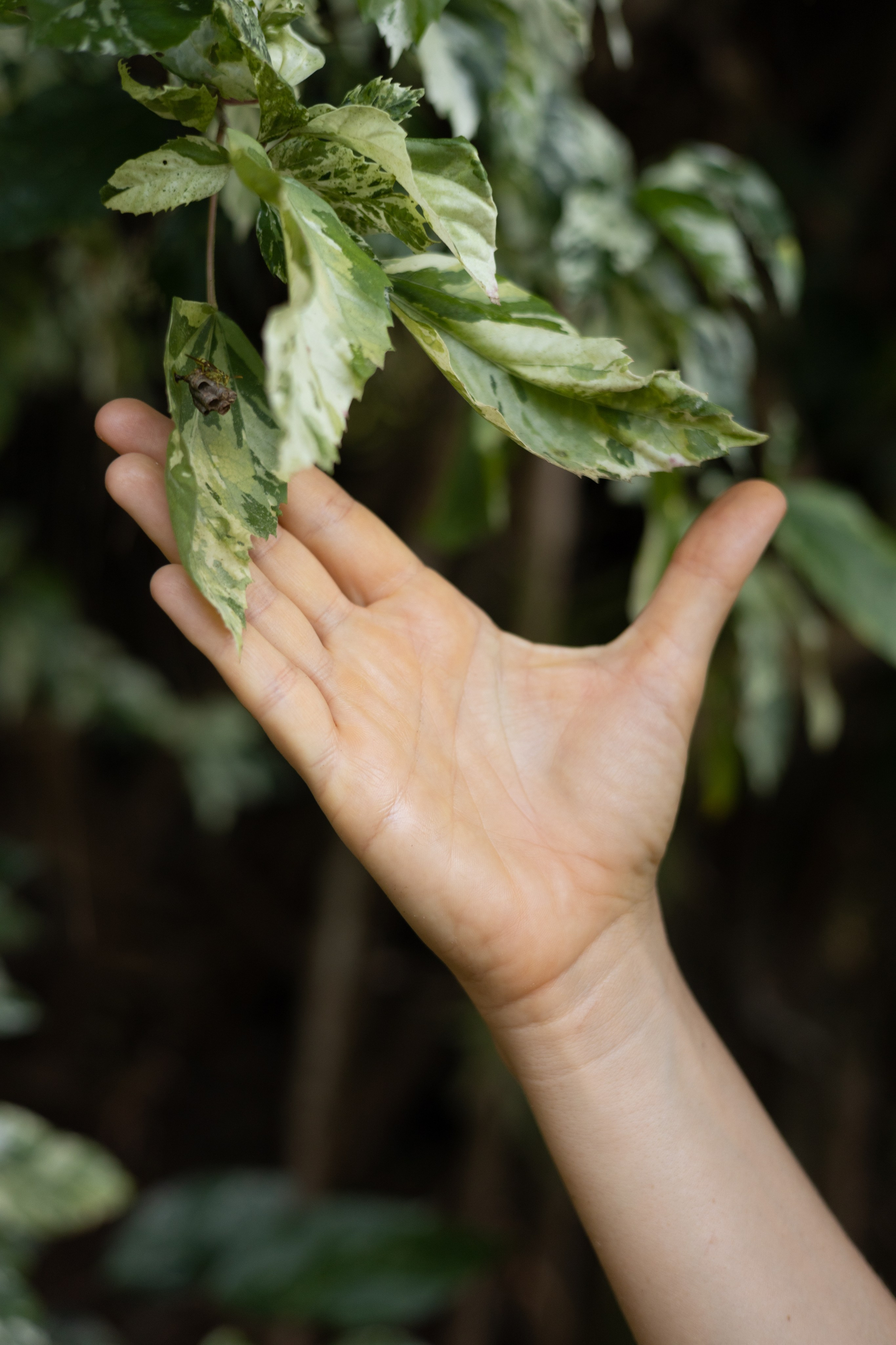 Authenticity of women and nature