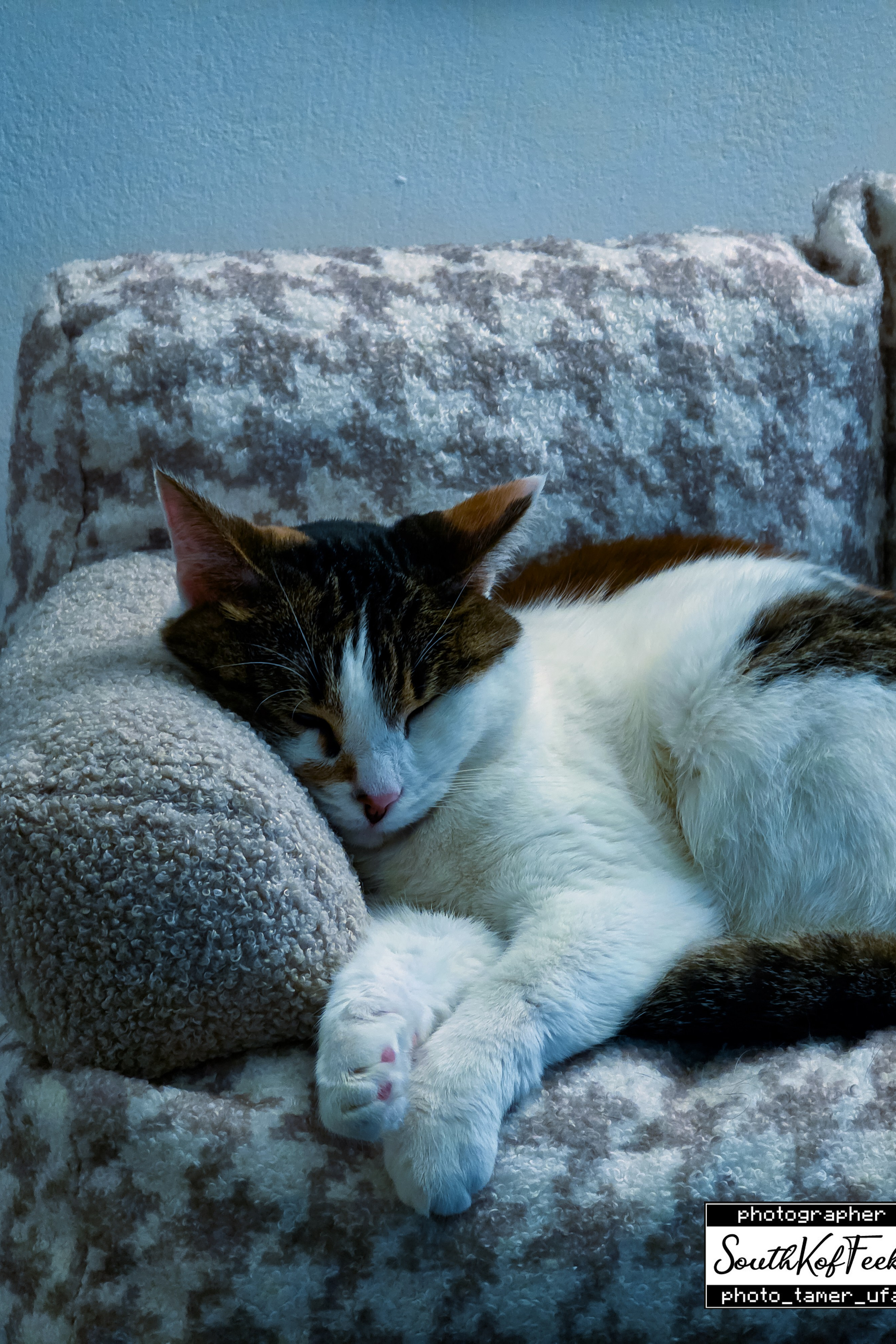 Фотосессии животных