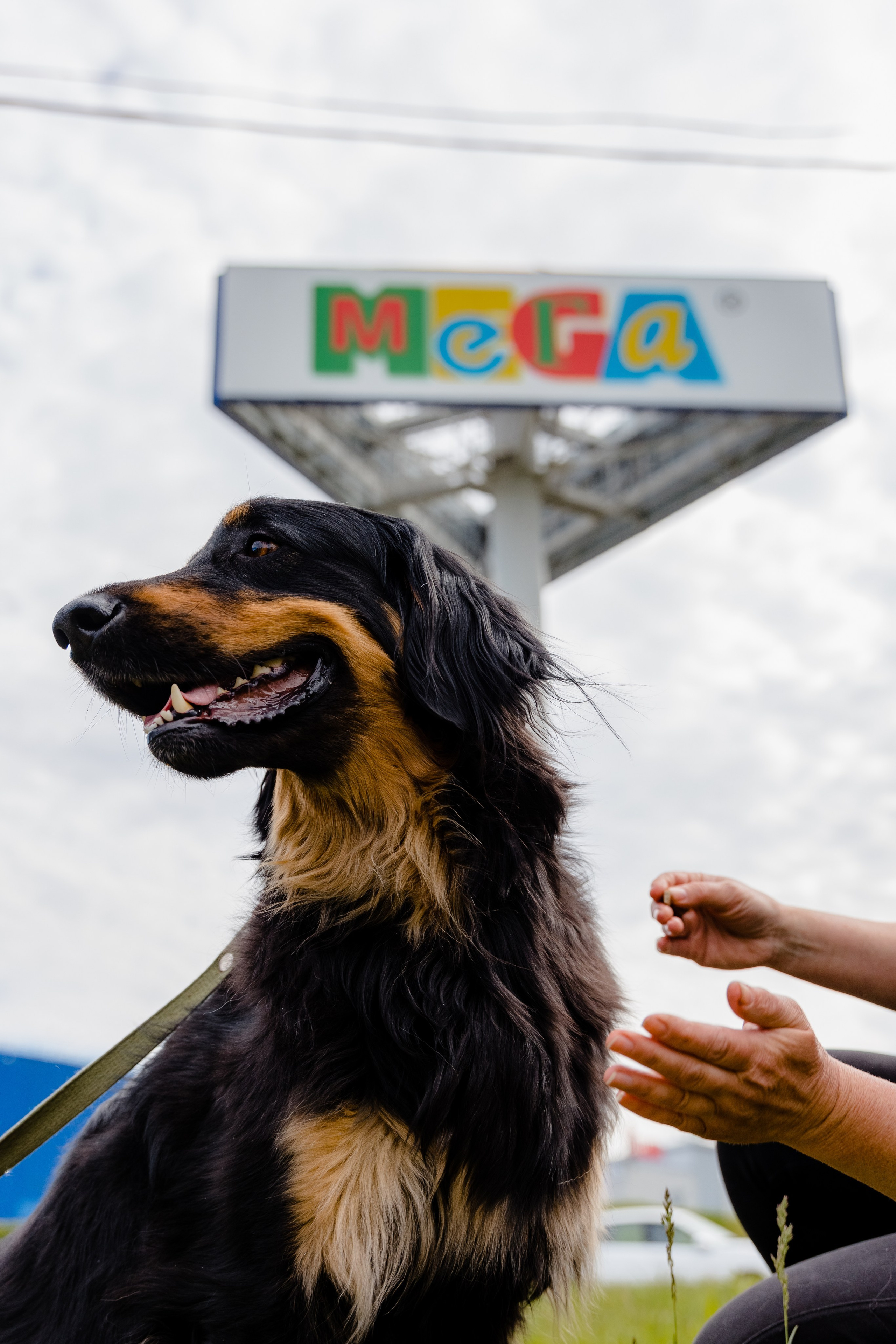 МЕГА | Фестиваль