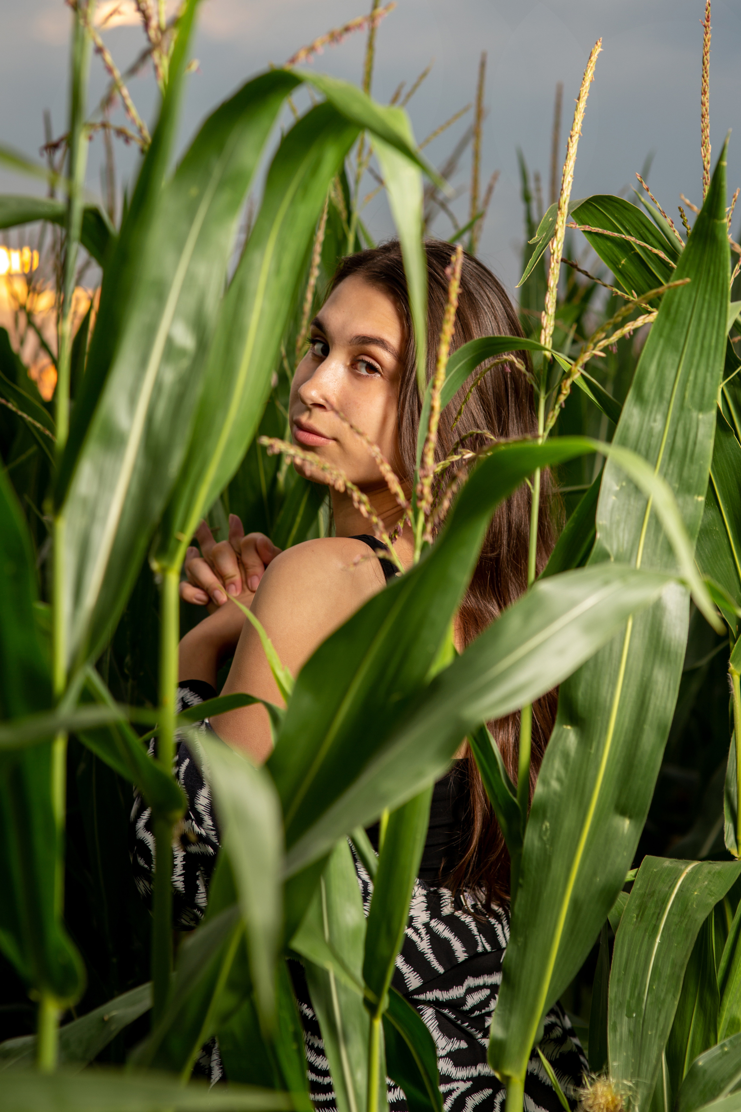 В кукурузном поле